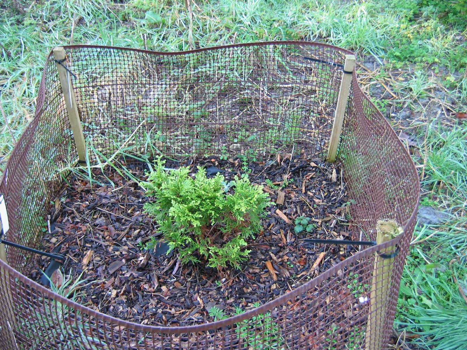 Image of Austrocedrus chilensis