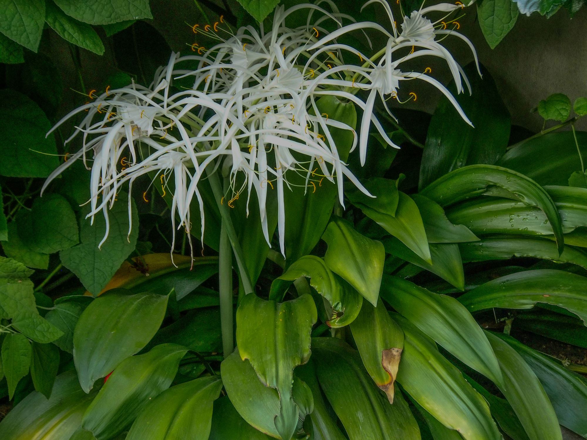 Image of Hymenocallis caribaea