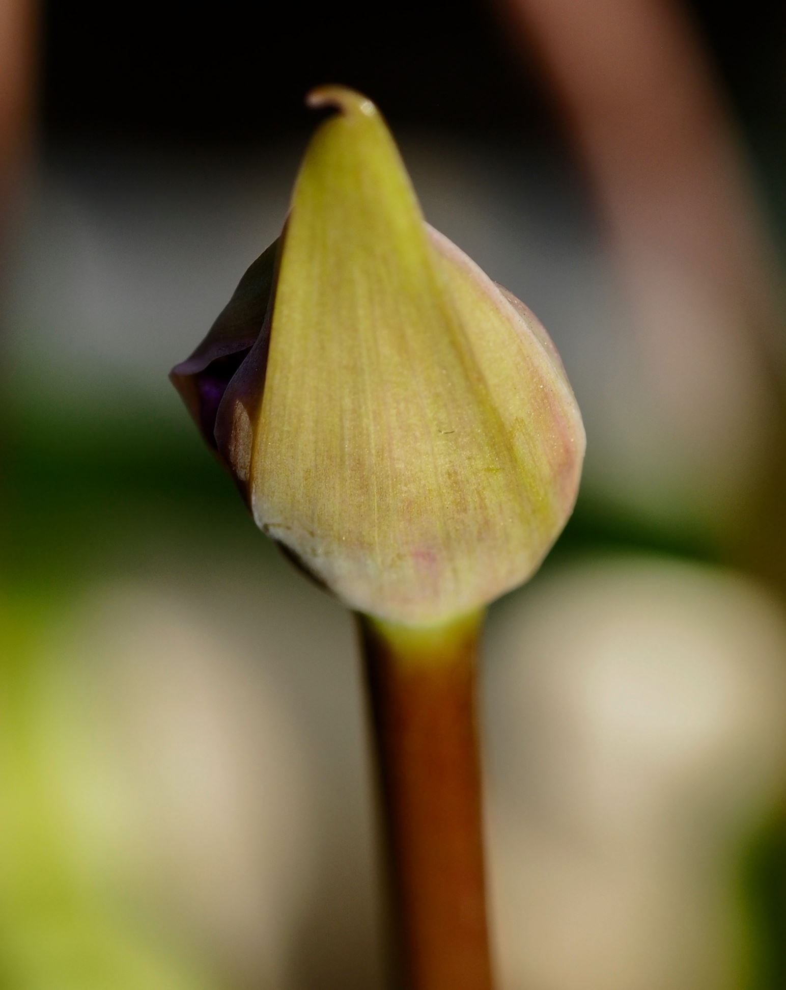 Image of Tulbaghia simmleri