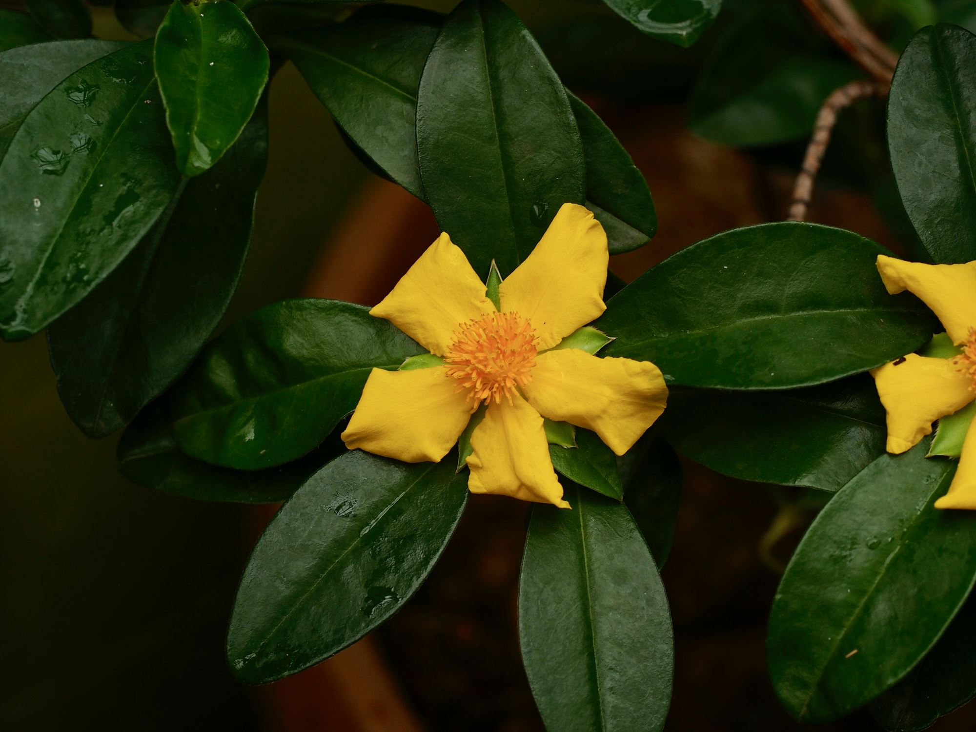 Image of Hibbertia scandens