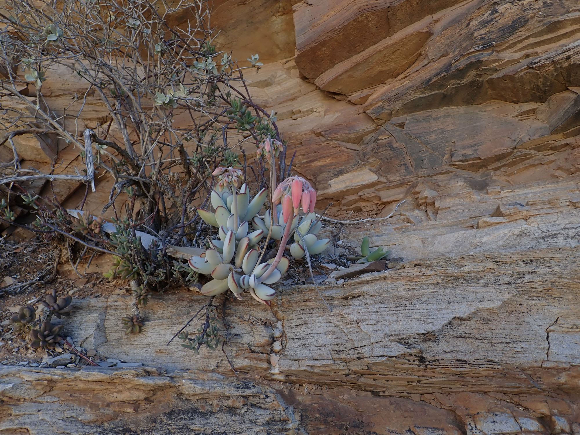 Image of Cotyledon orbiculata