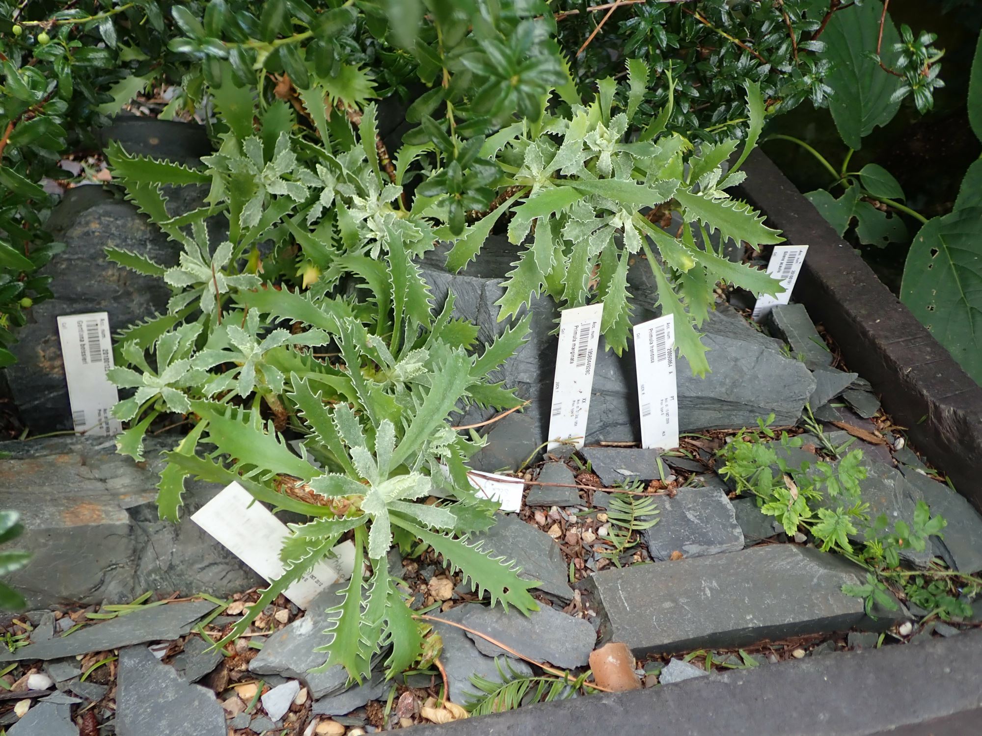 Image of Primula marginata