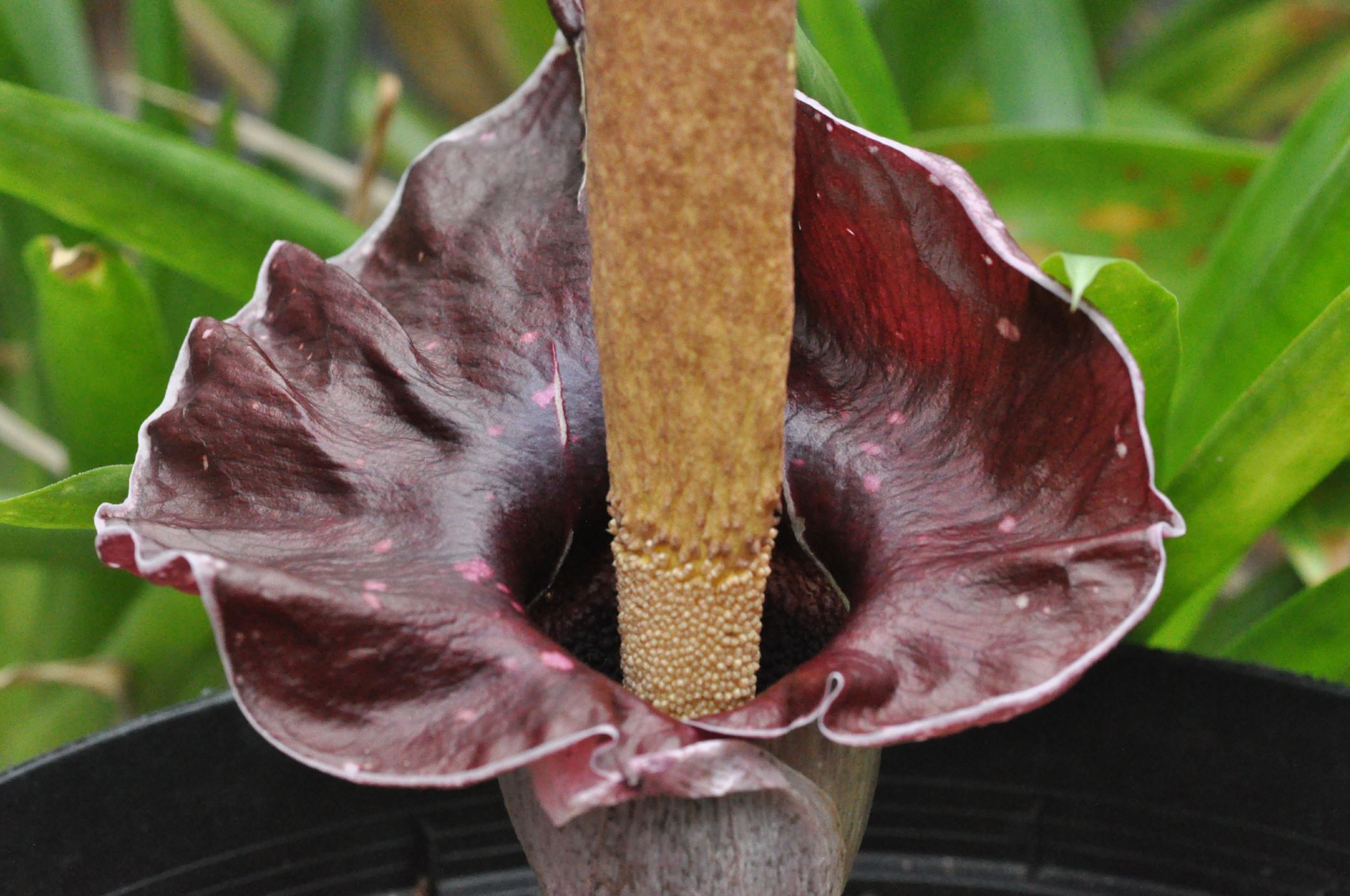 Image of Amorphophallus henryi