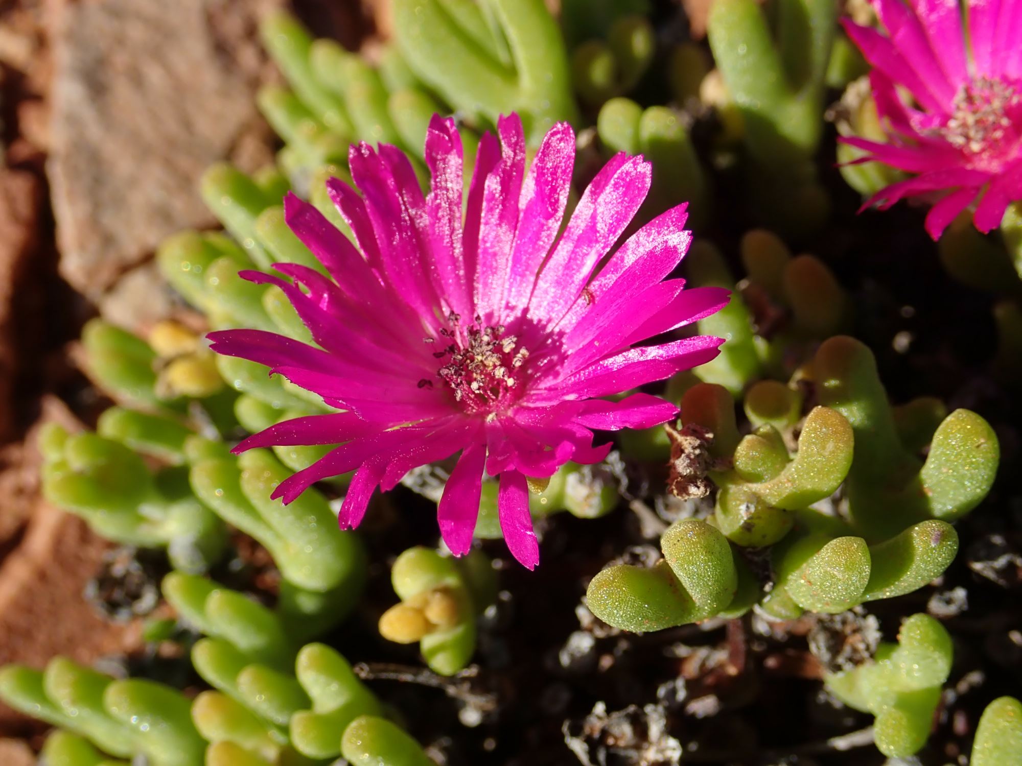 Image of Meyerophytum meyeri