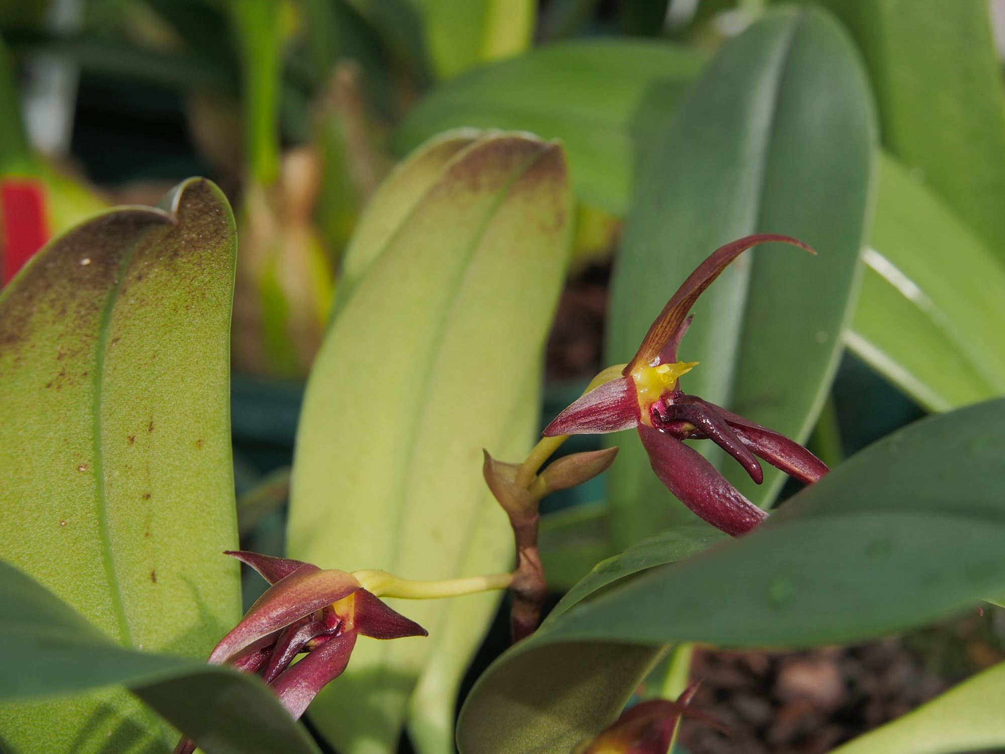 Image of Bulbophyllum mearnsii