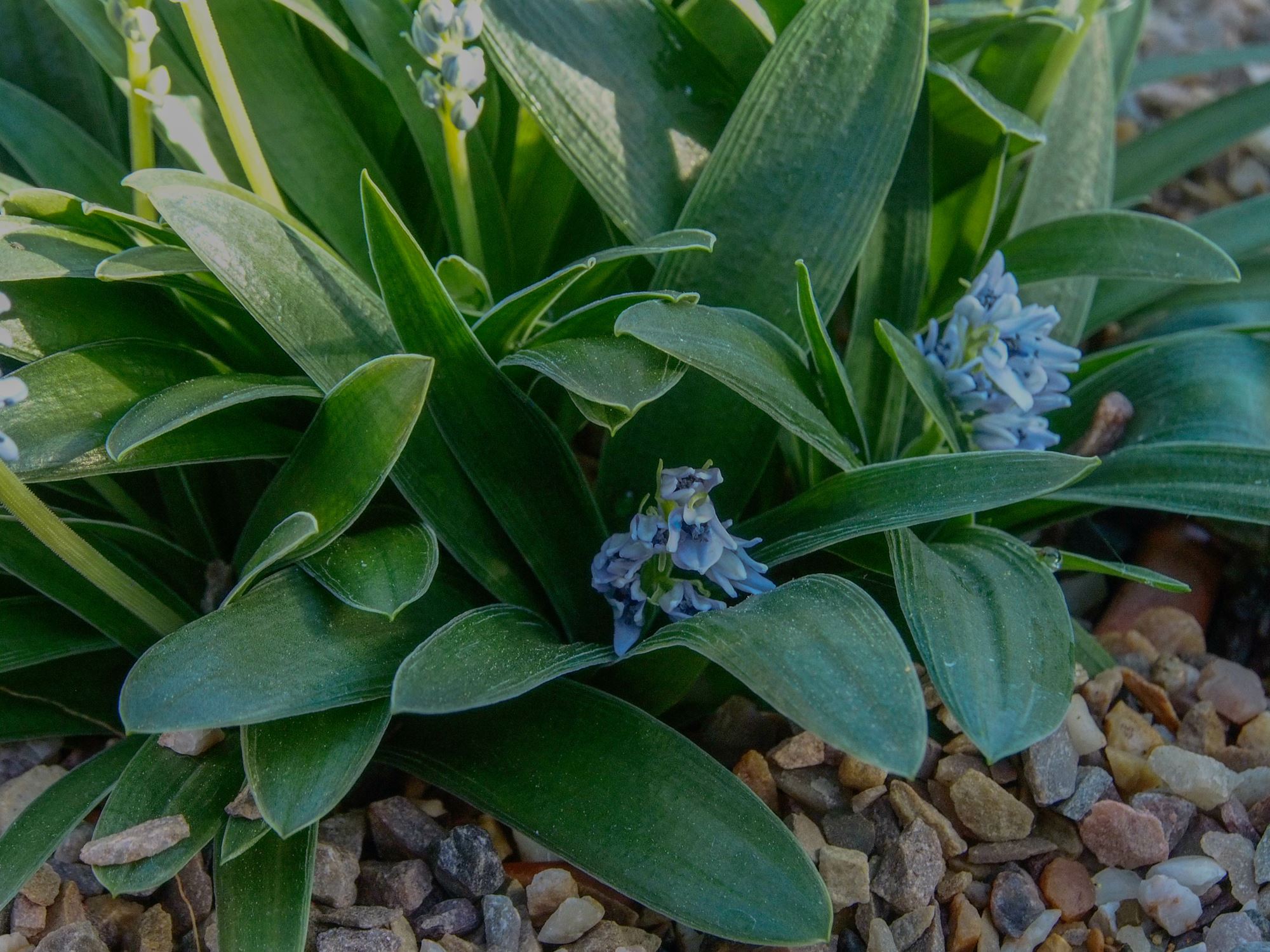 Image of Scilla kurdistanica