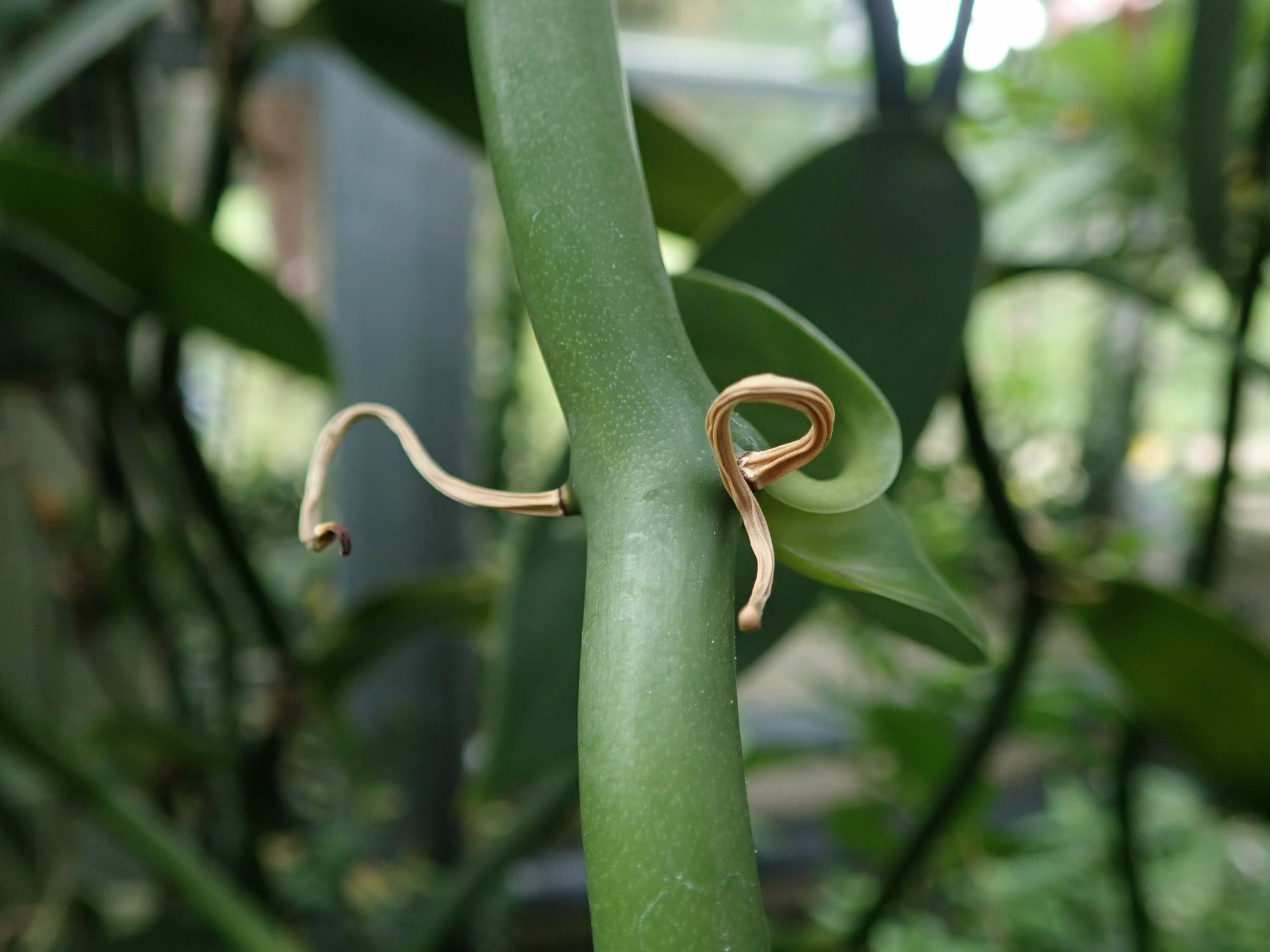 Image of Vanilla planifolia