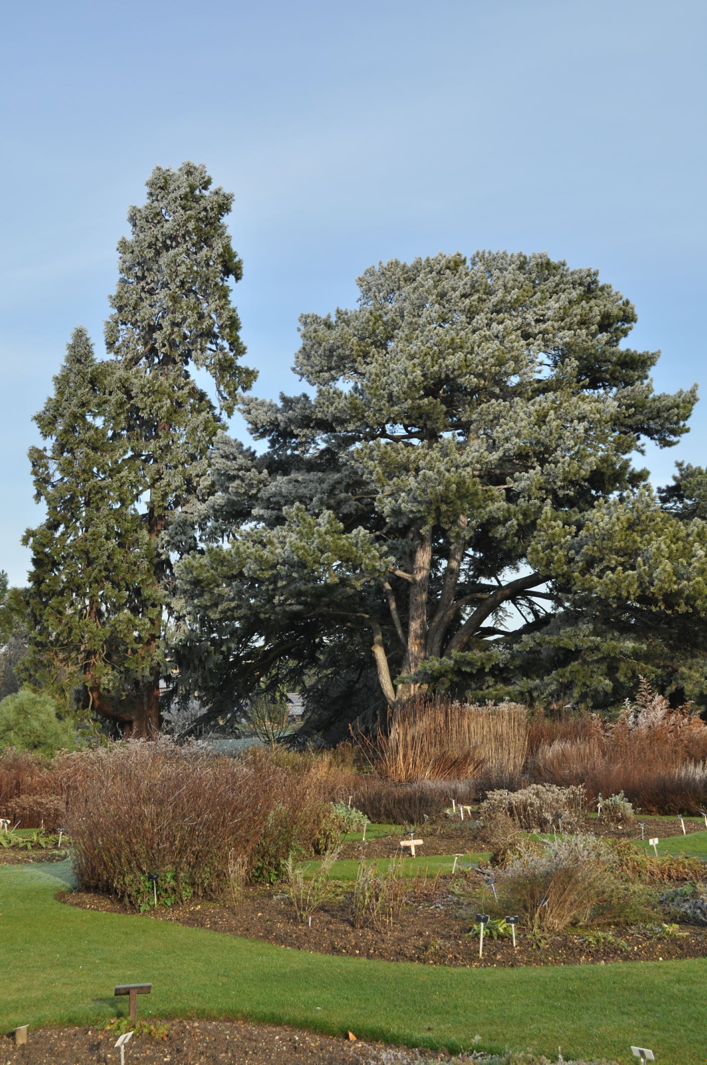Image of Pinus nigra subsp. pallasiana
