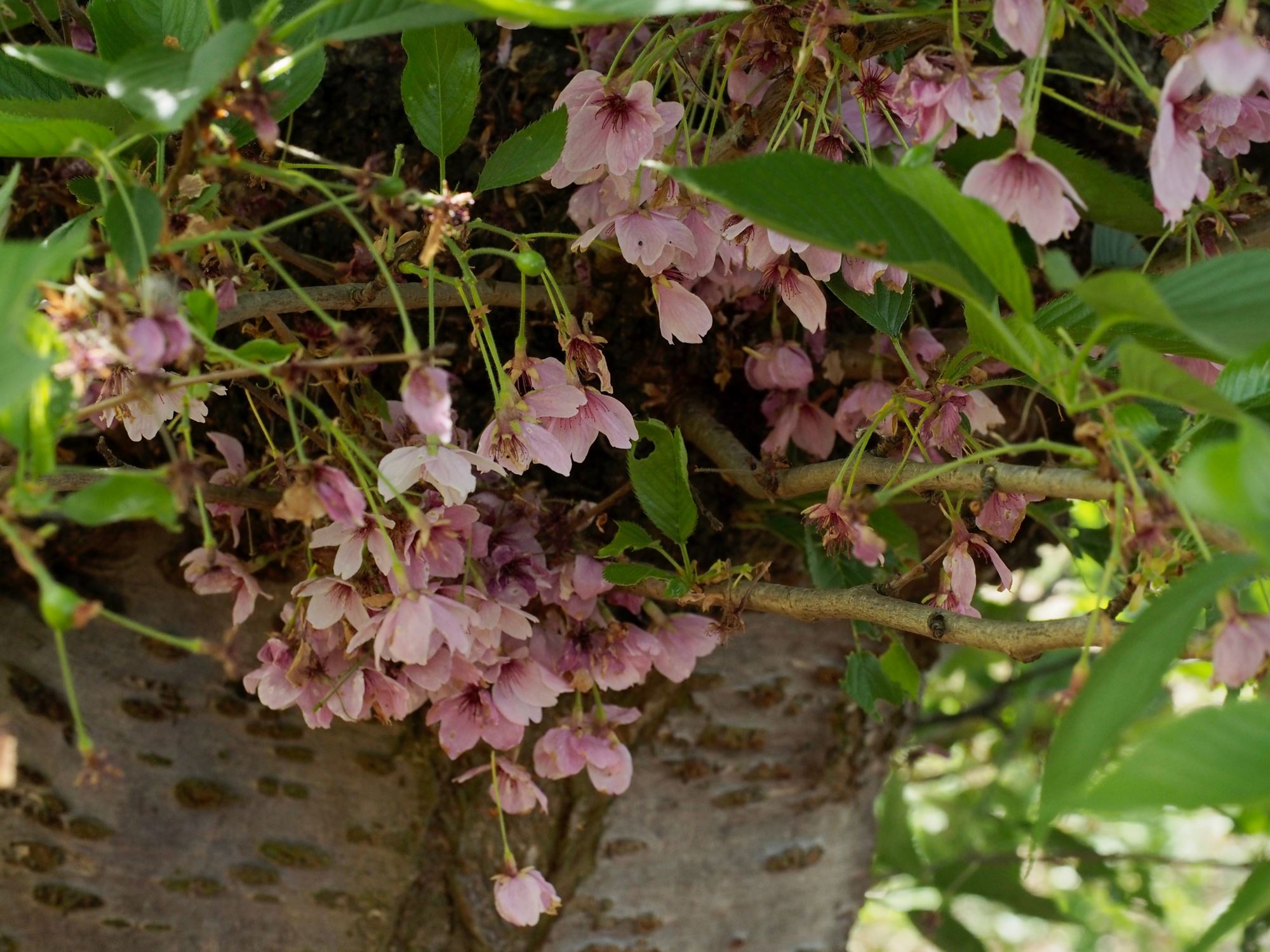 Image of Prunus Ã— yedoensis