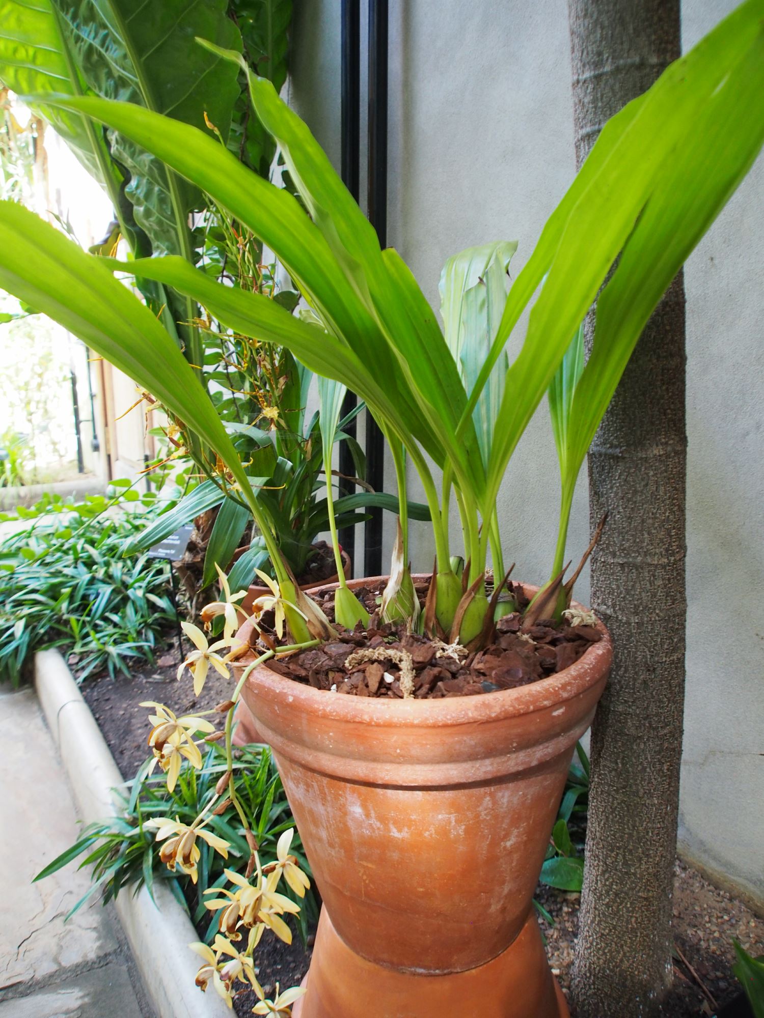 Image of Coelogyne tomentosa