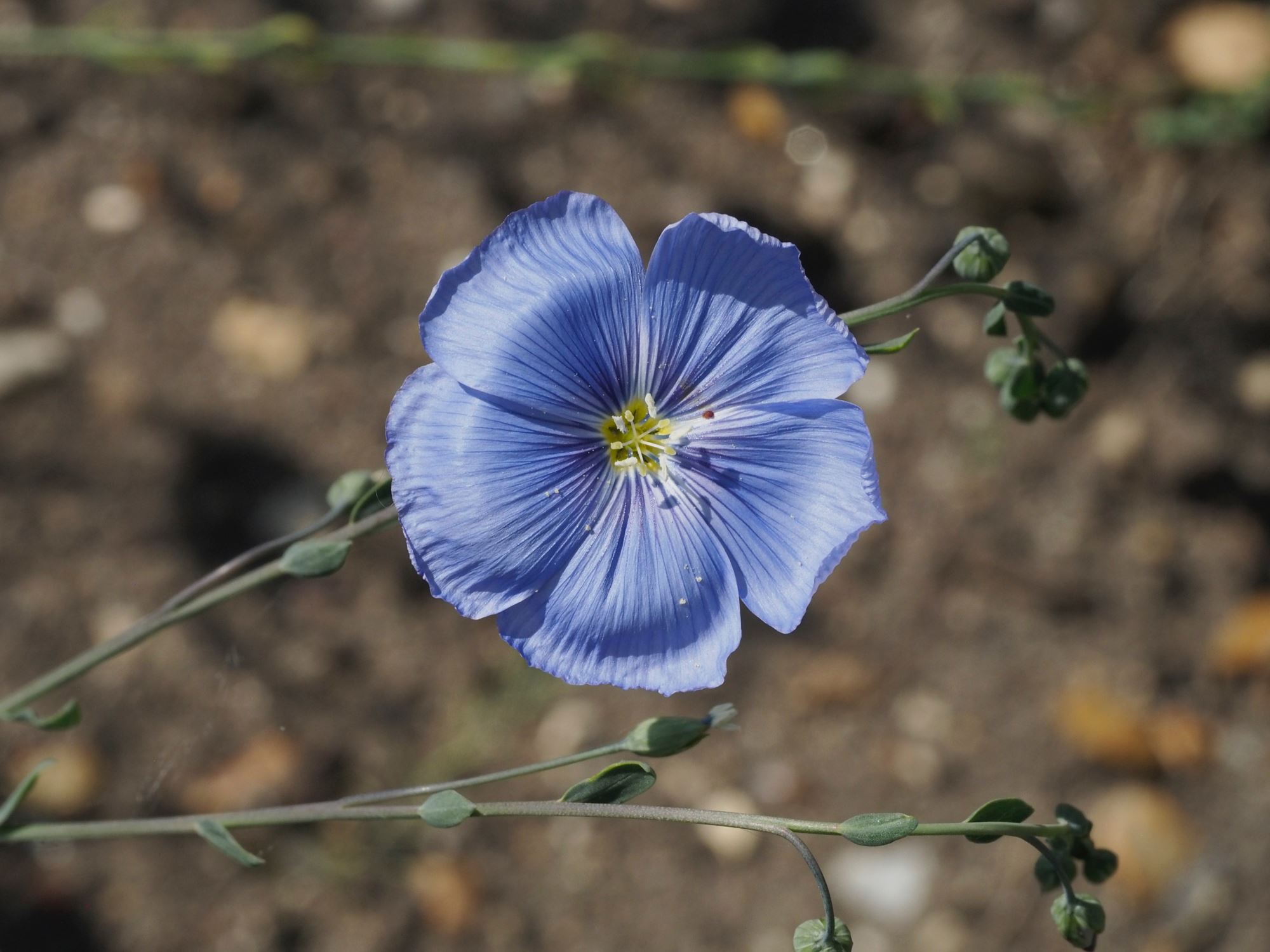Image of Linum perenne