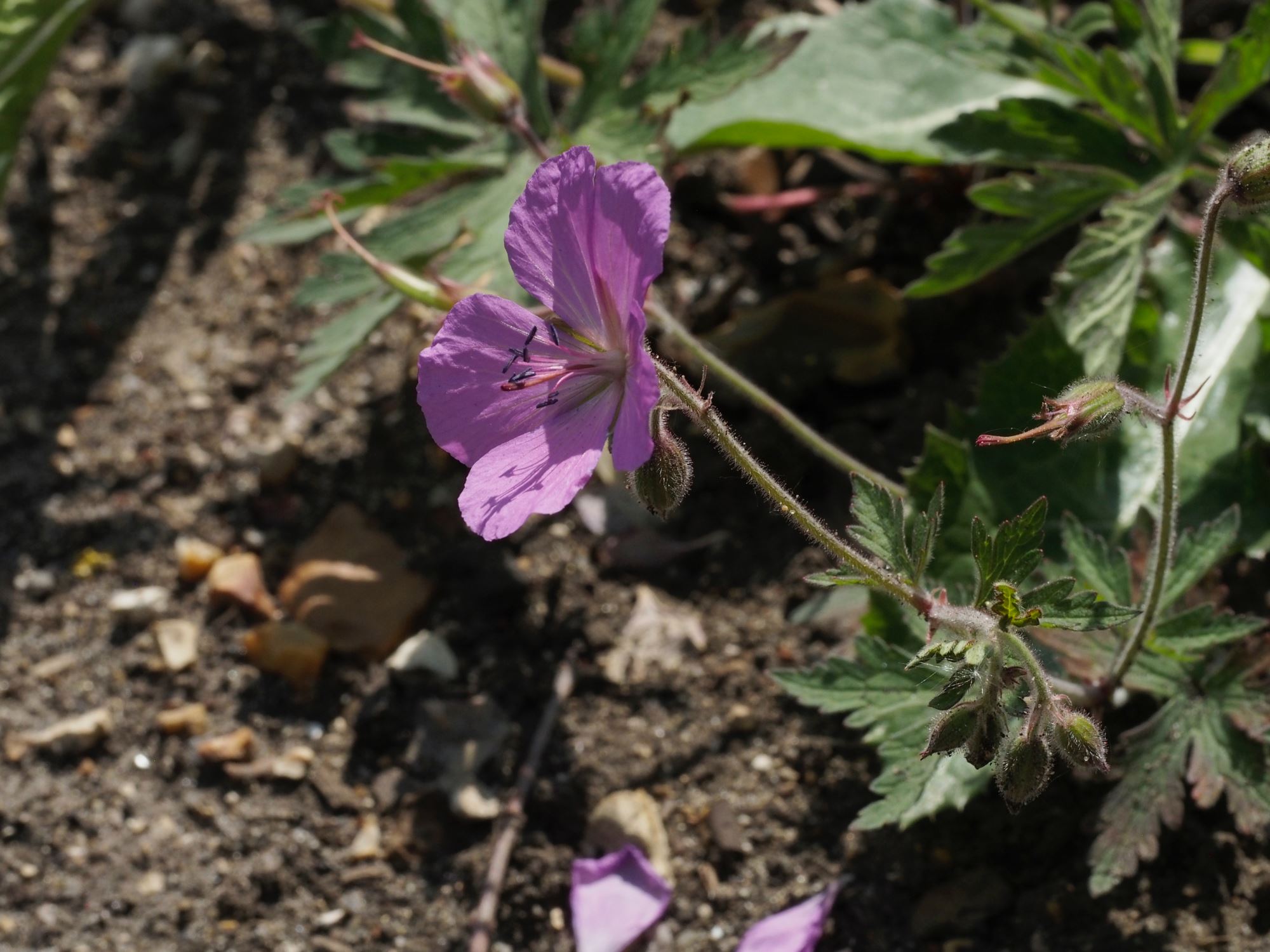 Image of Geranium pratense var. stewartianum 'Elizabeth Yeo'