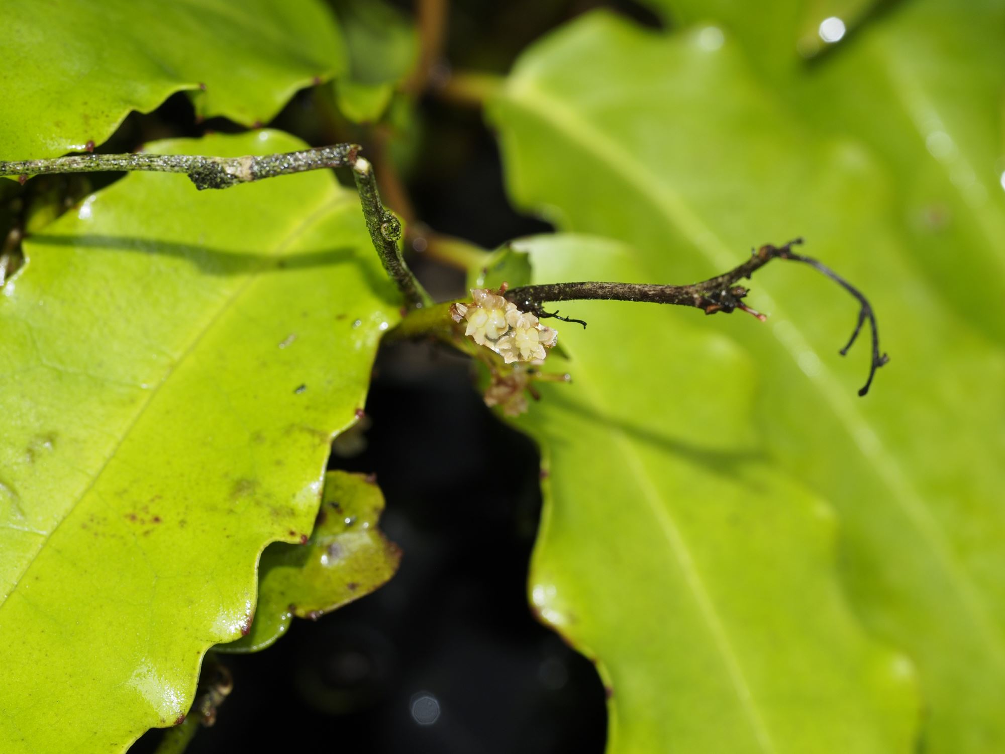 Image of Amborella trichopoda