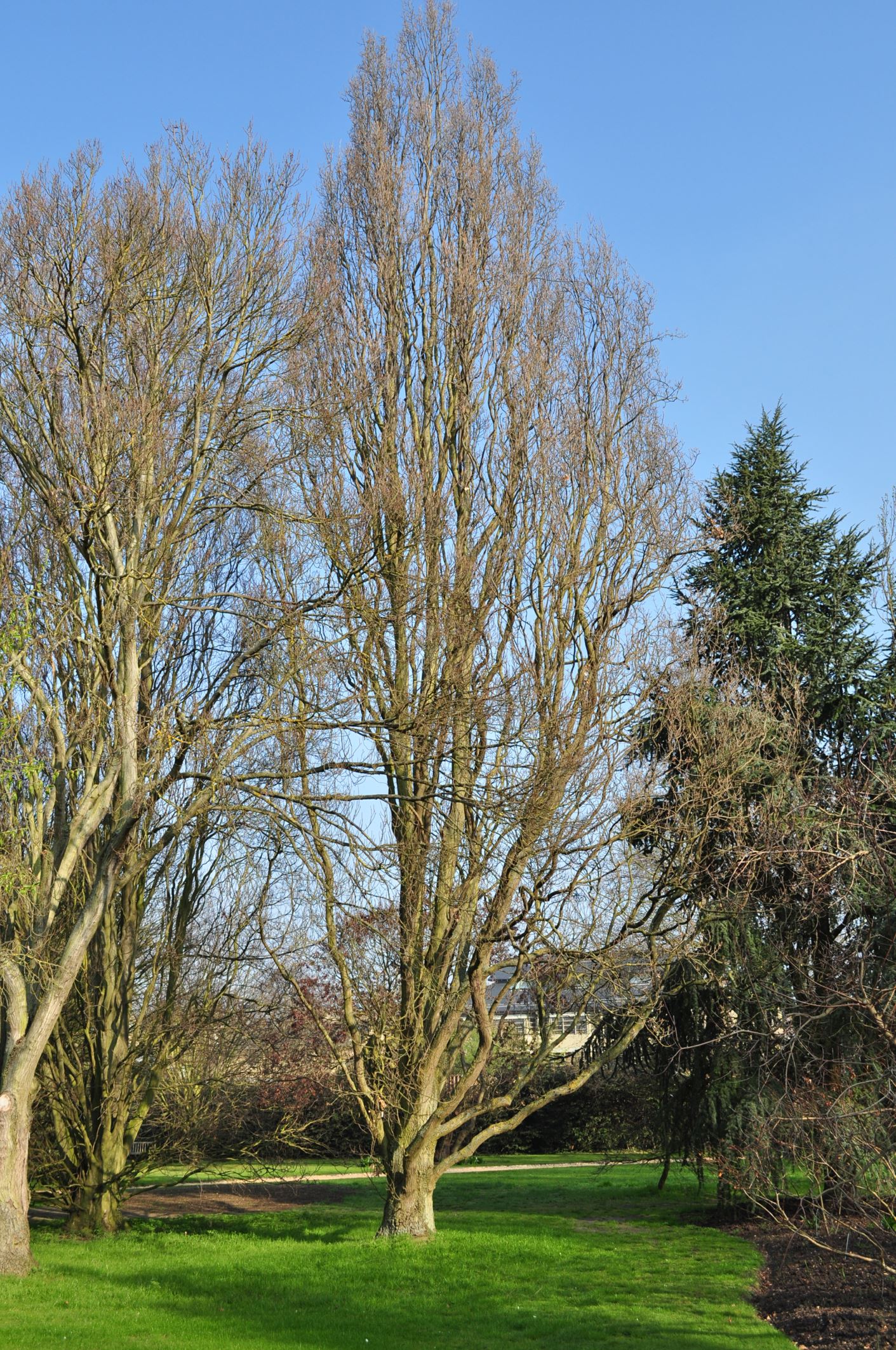 Image of Quercus robur 'Fastigiata'