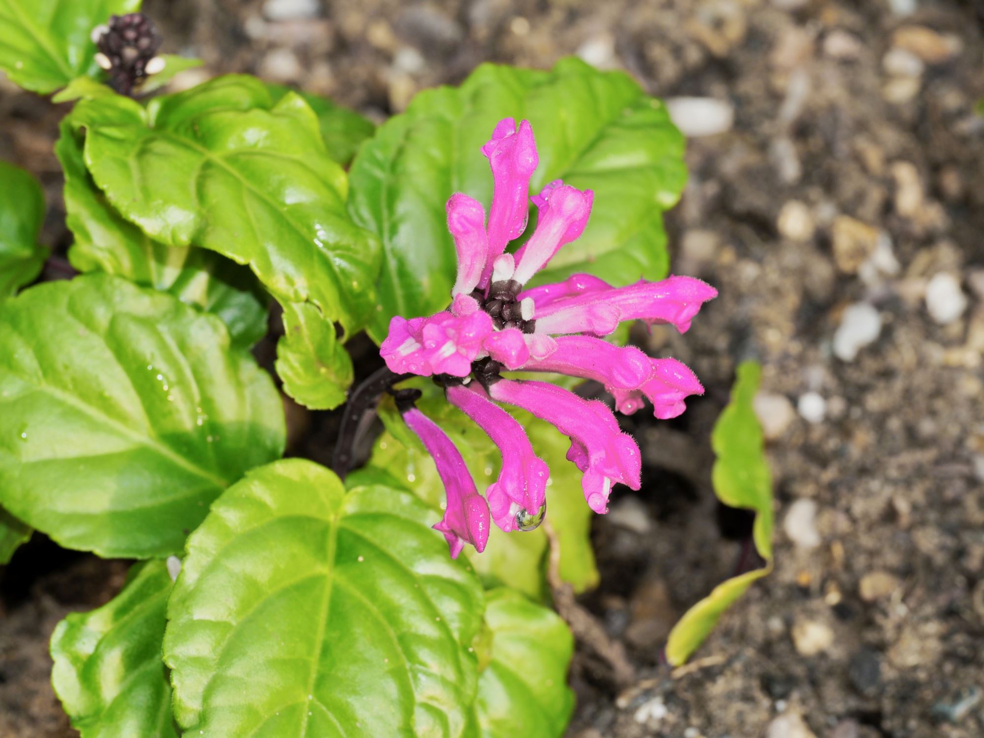 Image of Scutellaria coccinea