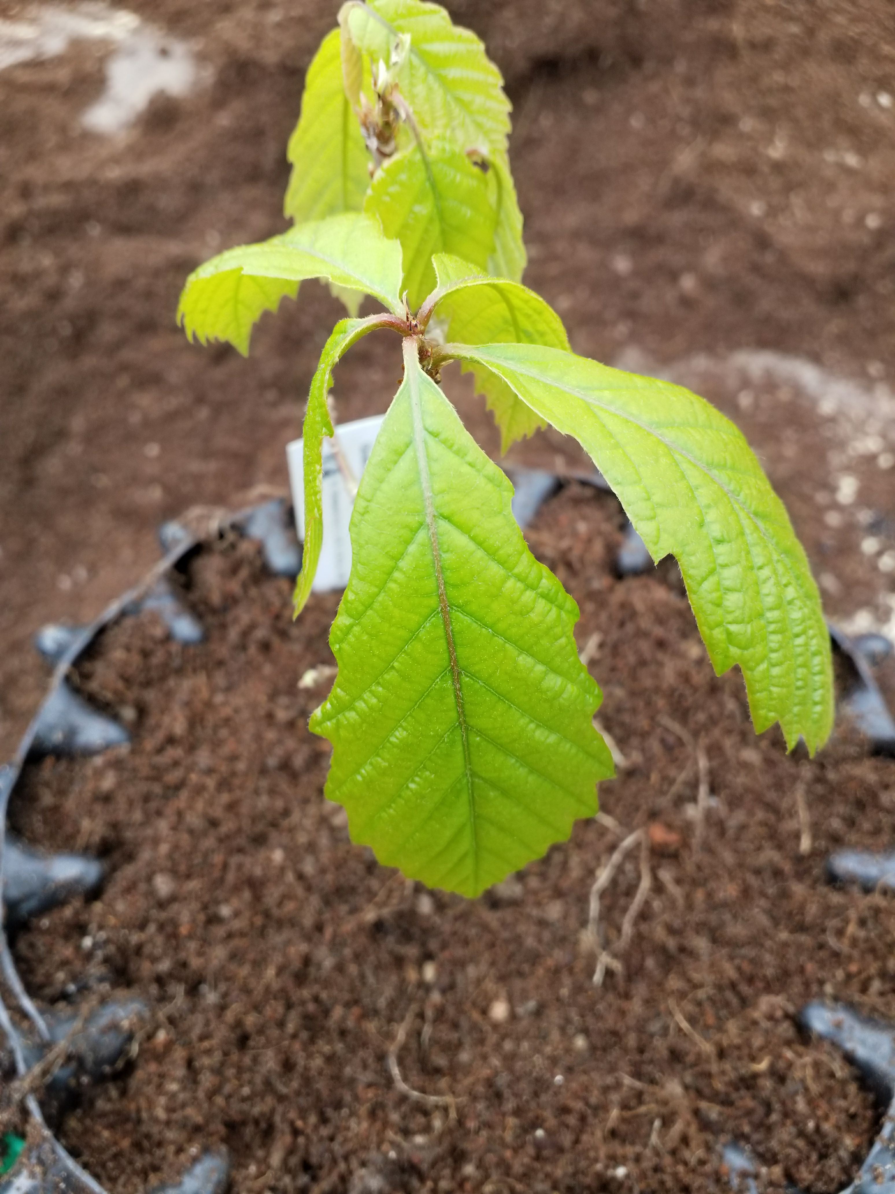 Image of Quercus muehlenbergii