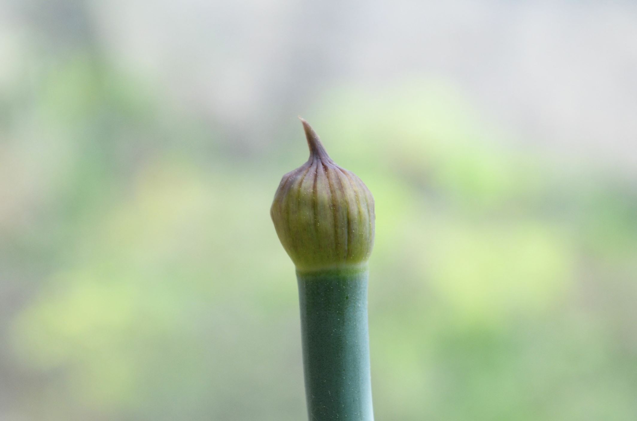 Image of Allium pskemense