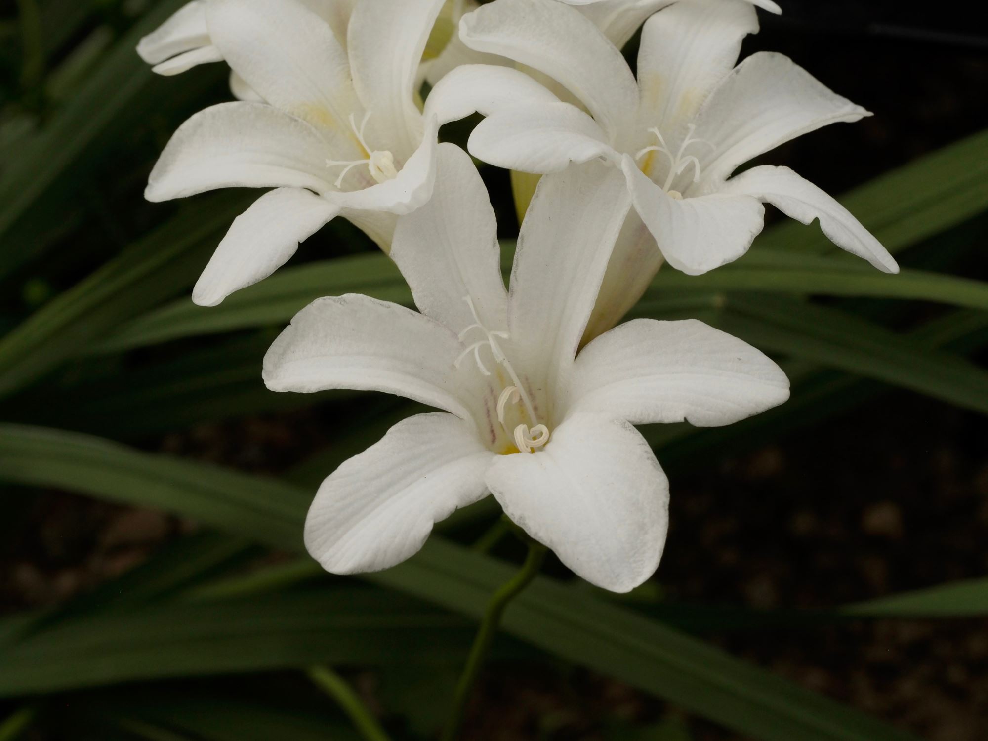Image of Freesia leichtlinii