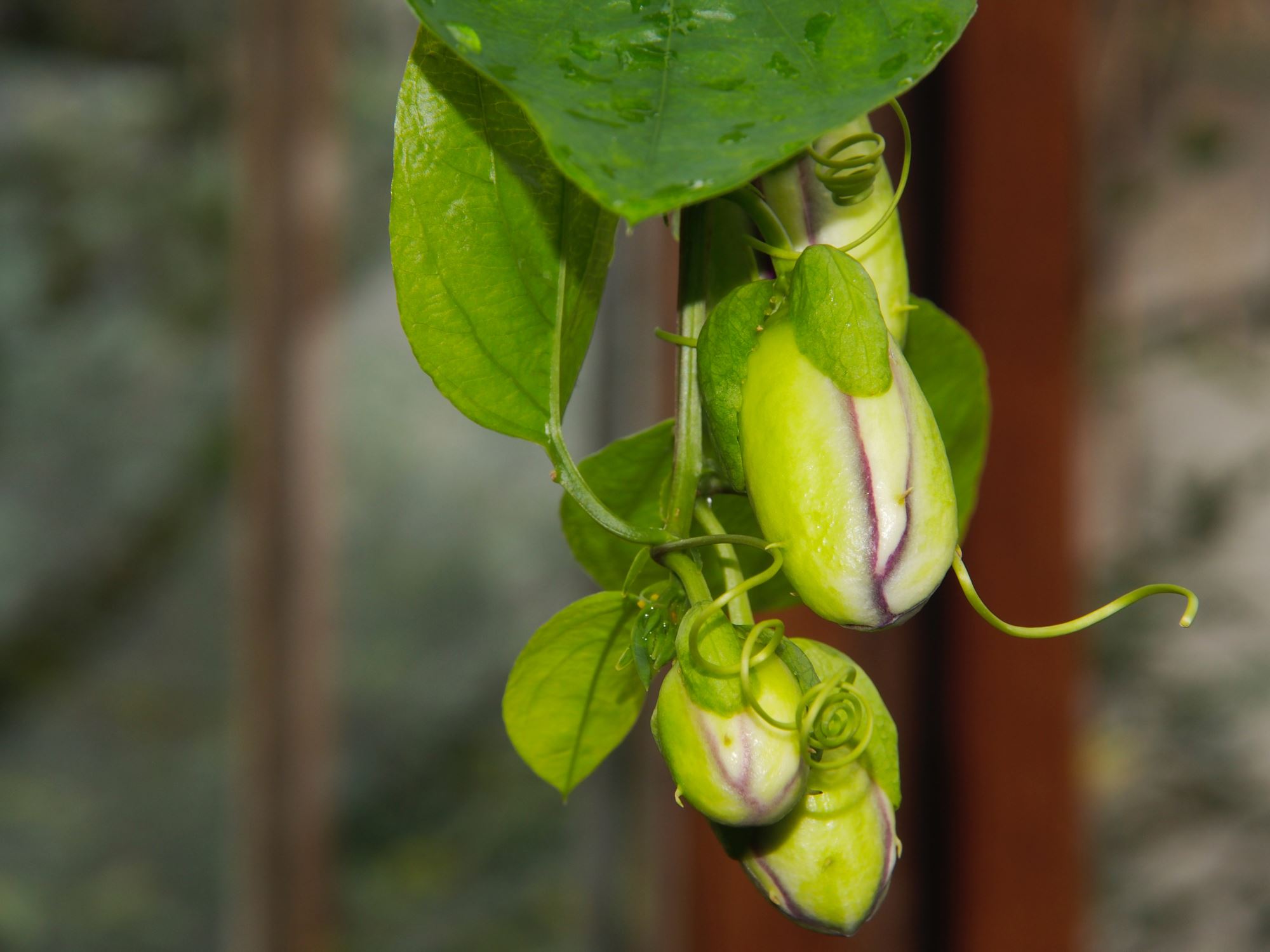 Image of Passiflora trialata
