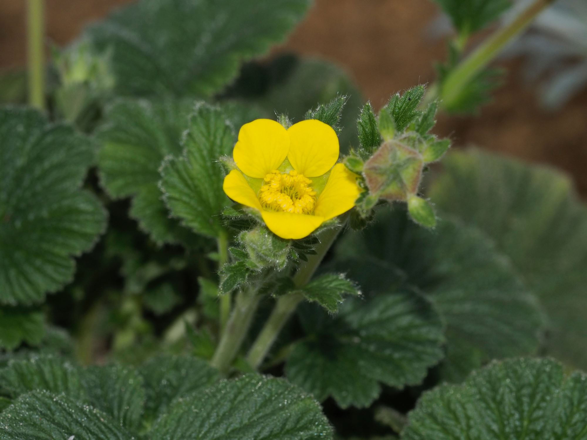 Image of Geum capense