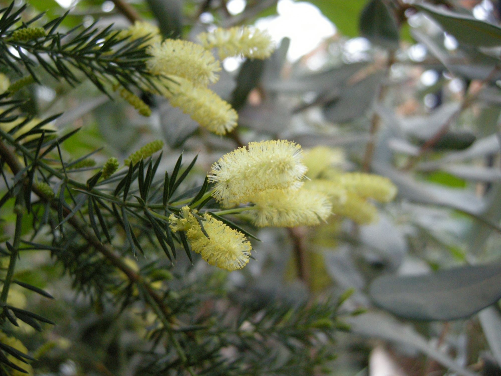 Image of Acacia verticillata
