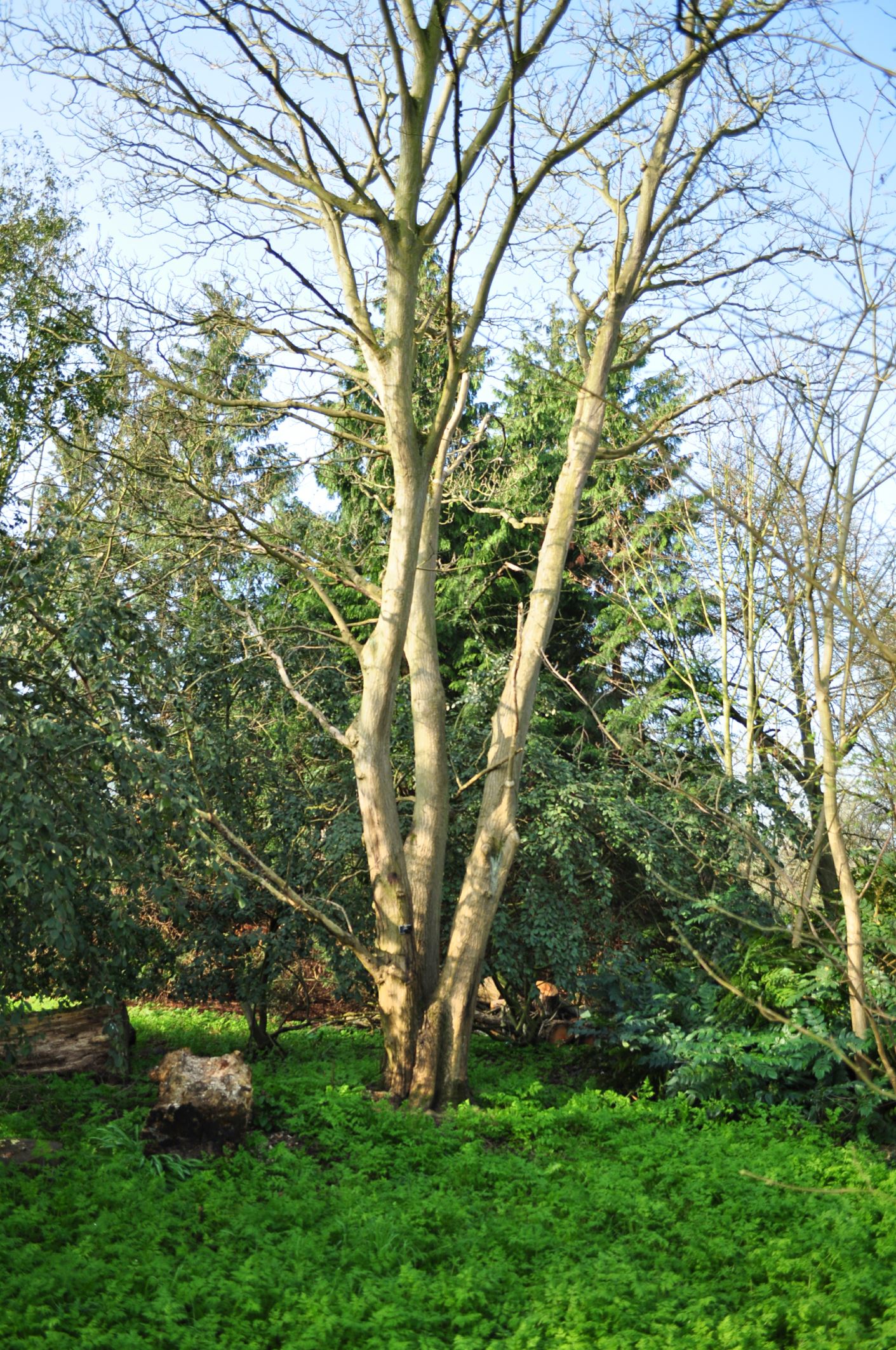 Image of Rhus potaninii