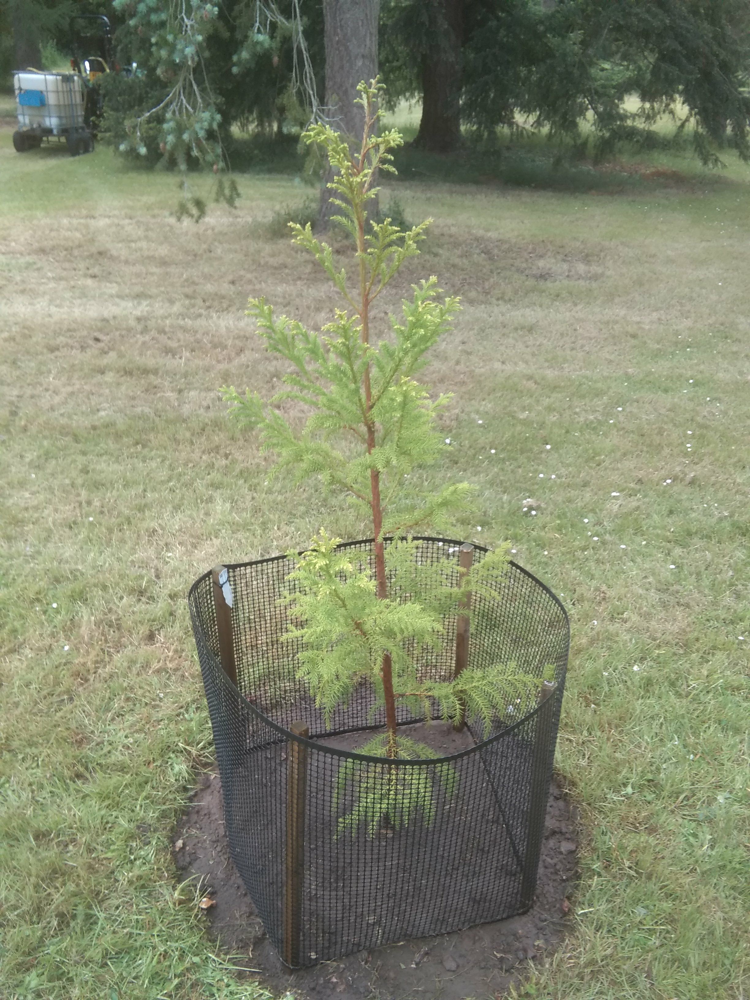 Image of Cryptomeria japonica