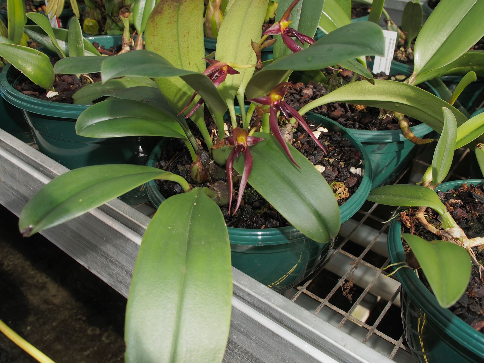 Image of Bulbophyllum mearnsii