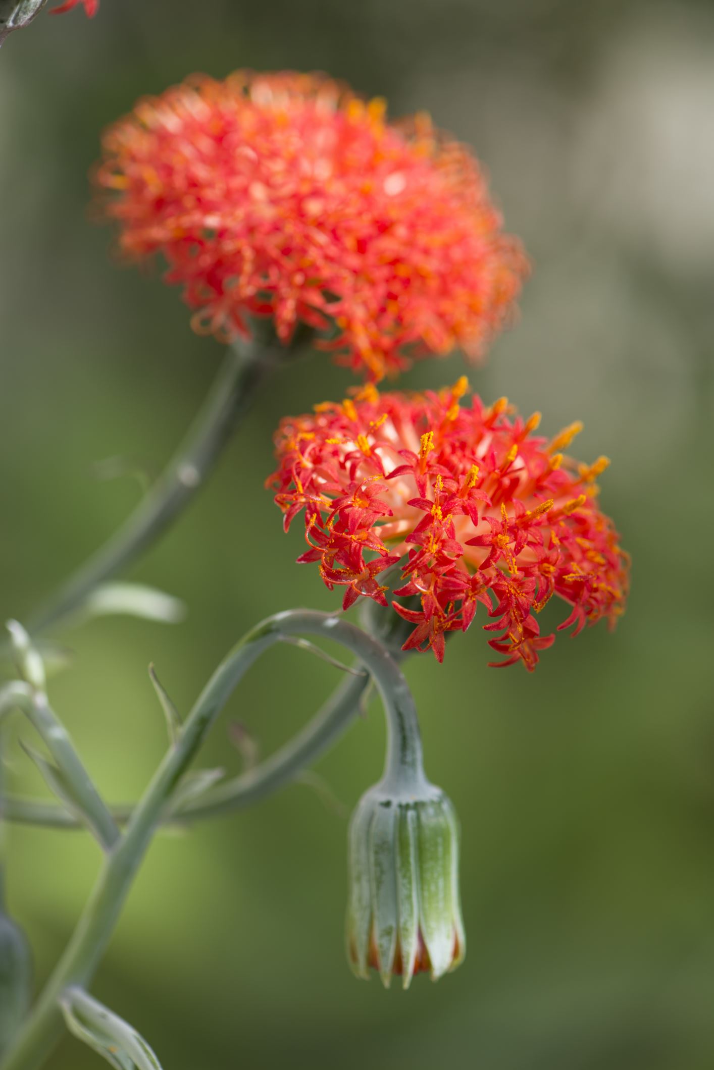 Image of Kleinia grantii