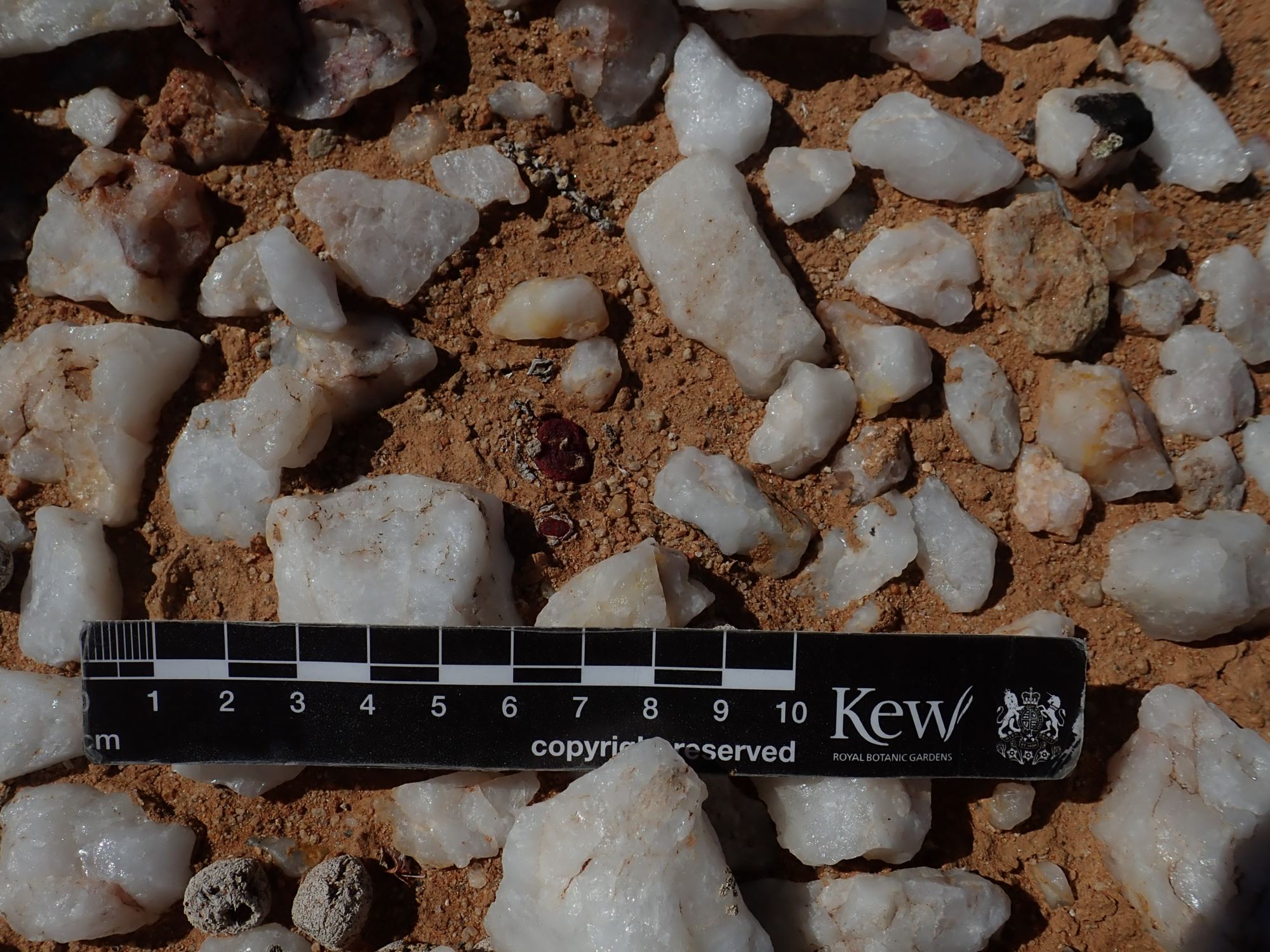Image of Conophytum maughanii