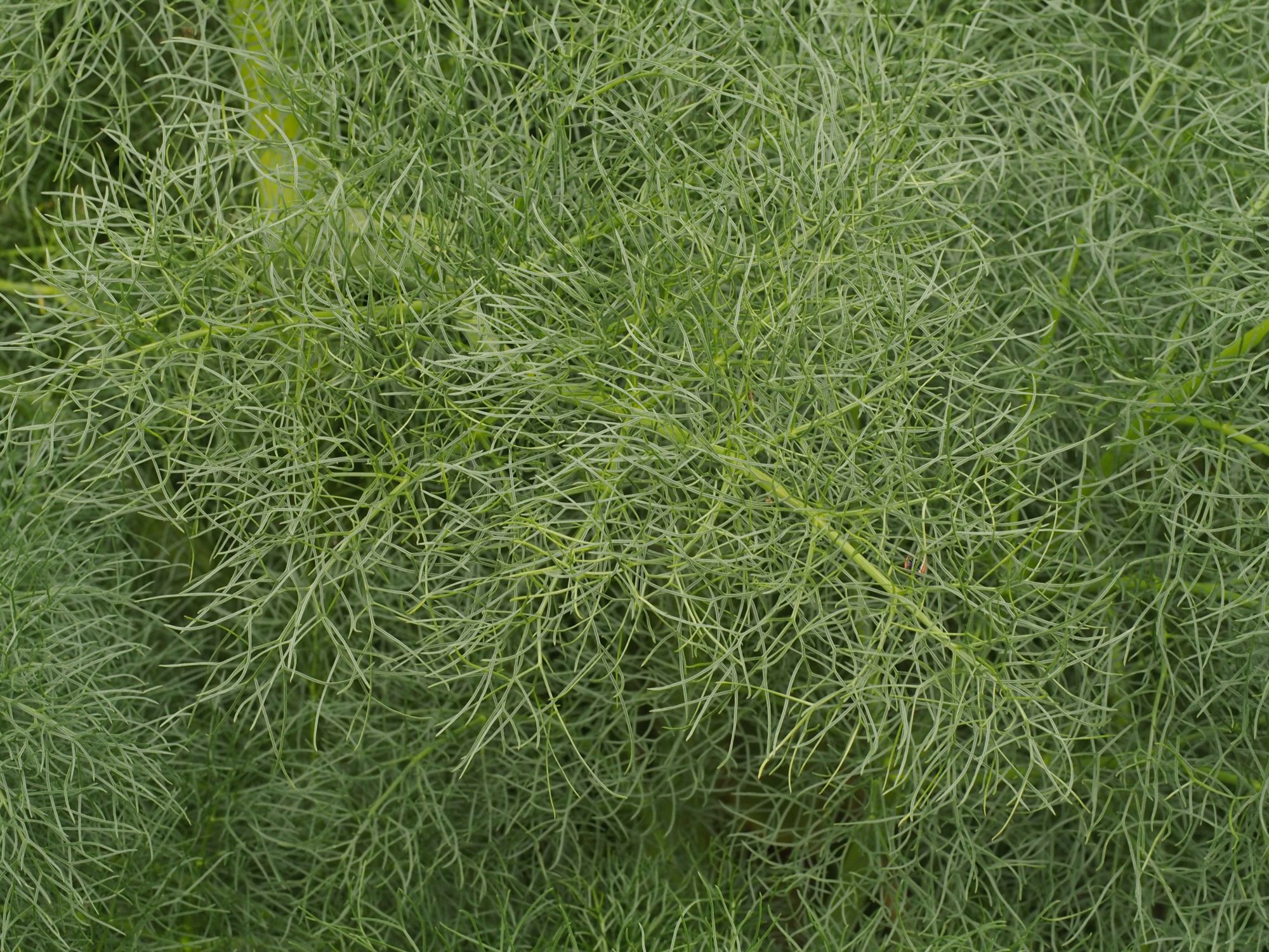 Image of Ferula communis