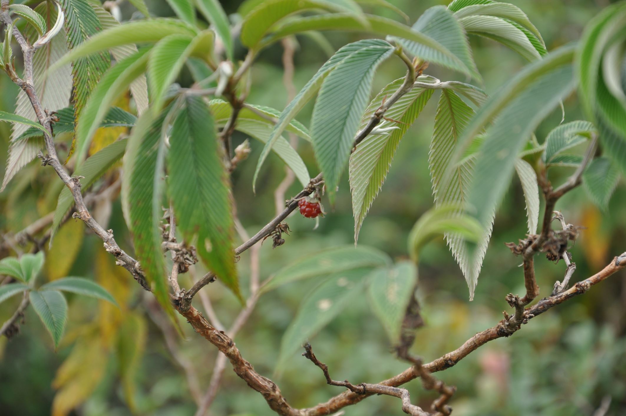 Image of Rubus lineatus