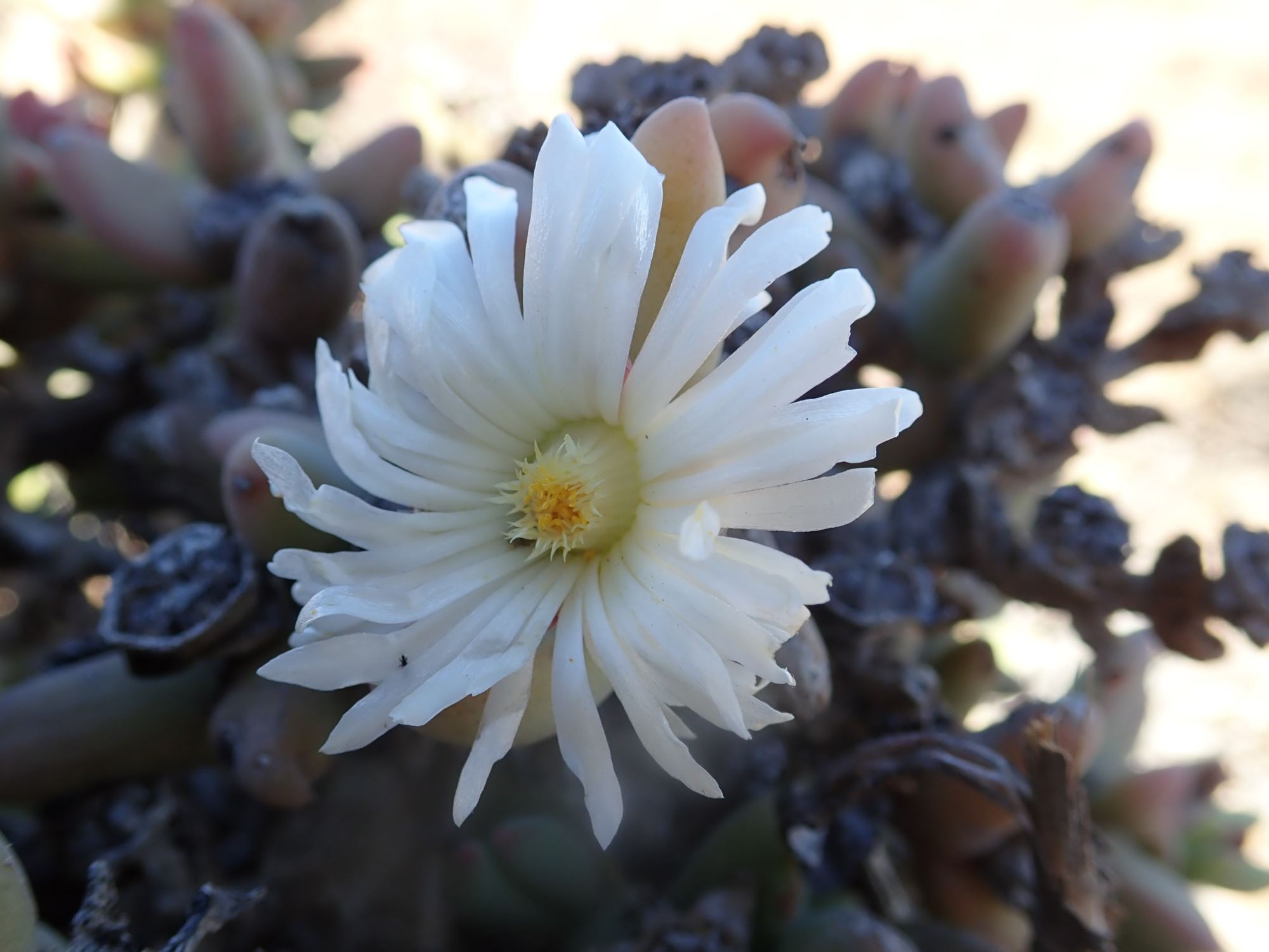 Image of Astridia alba