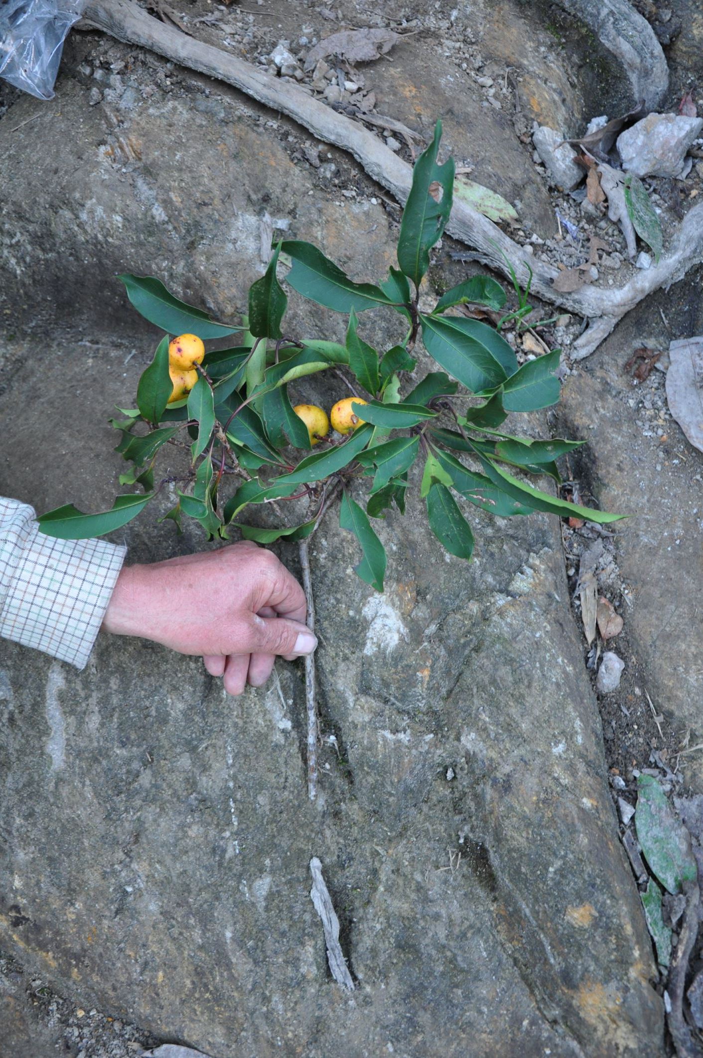 Image of Ilex sp.
