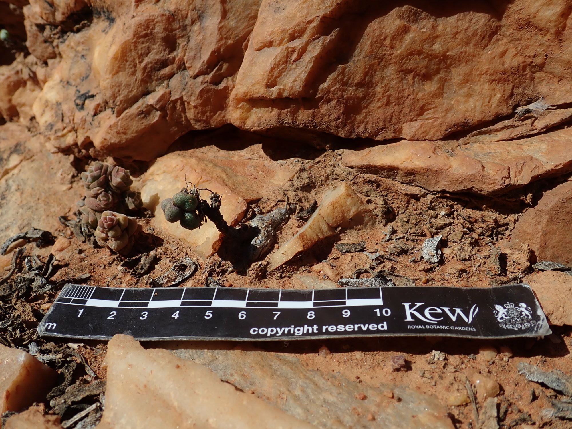 Image of Tylecodon similis