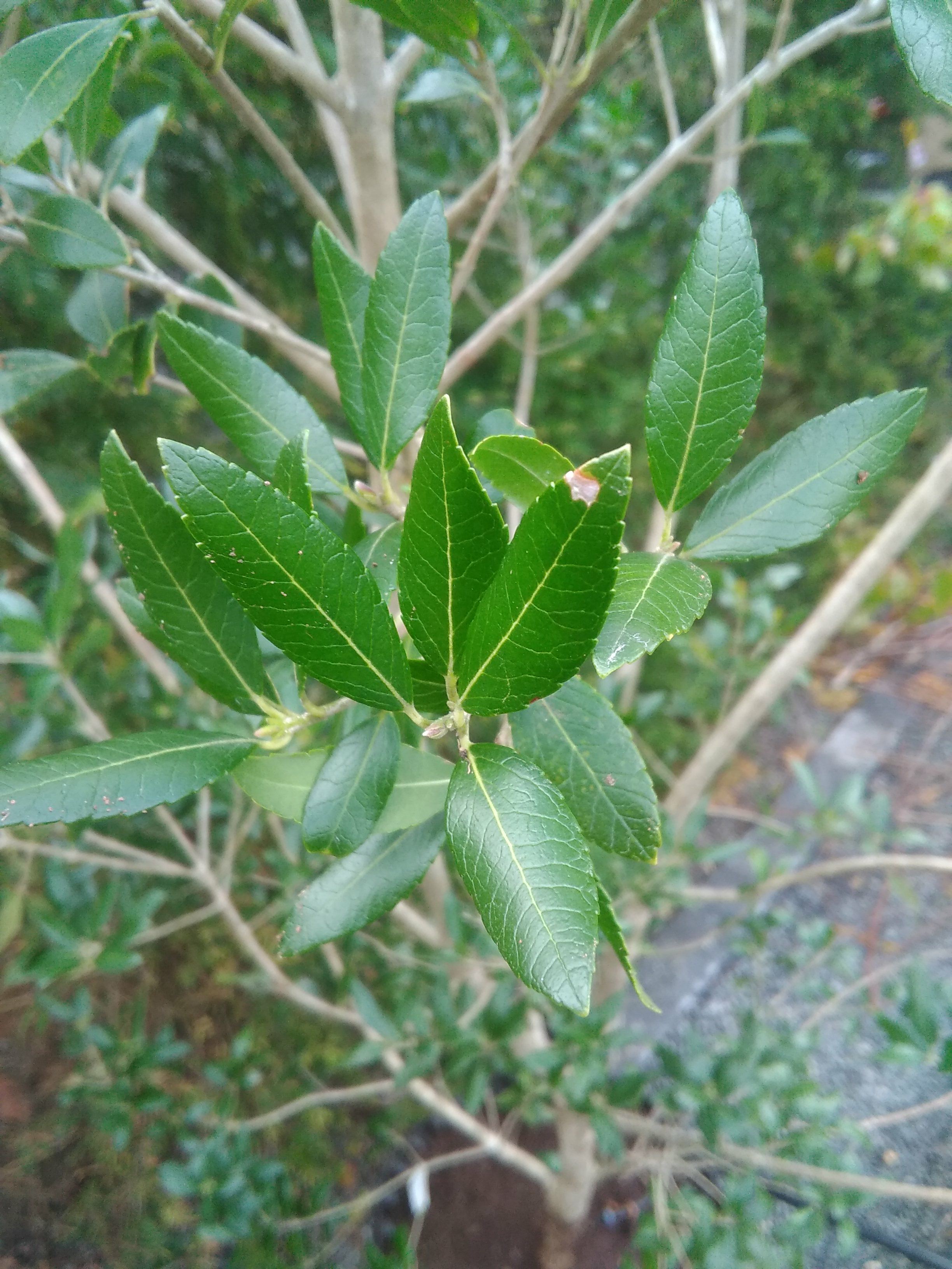 Image of Phillyrea sp.