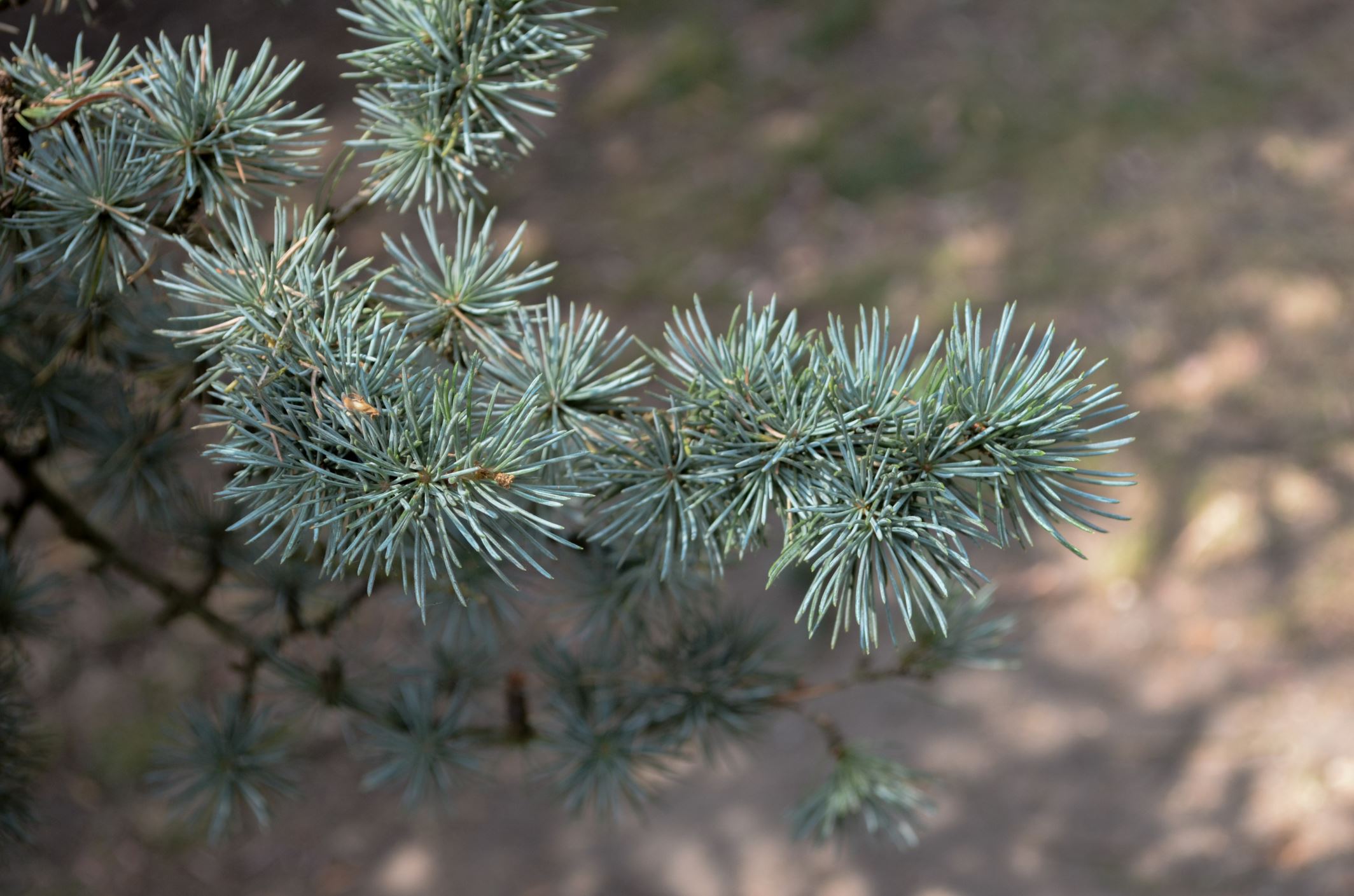 Image of Cedrus atlantica 'Glauca'