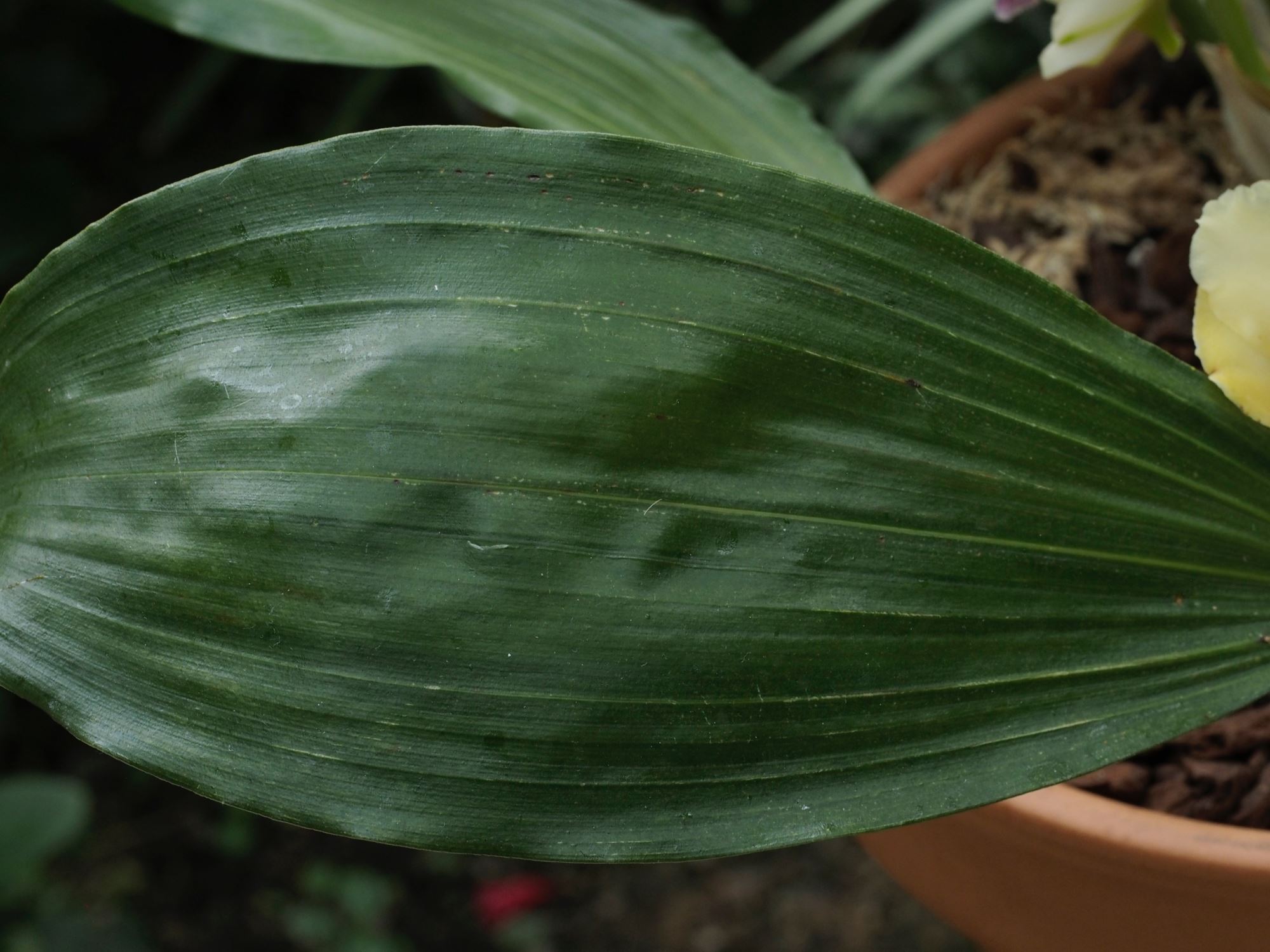Image of Bifrenaria harrisoniae
