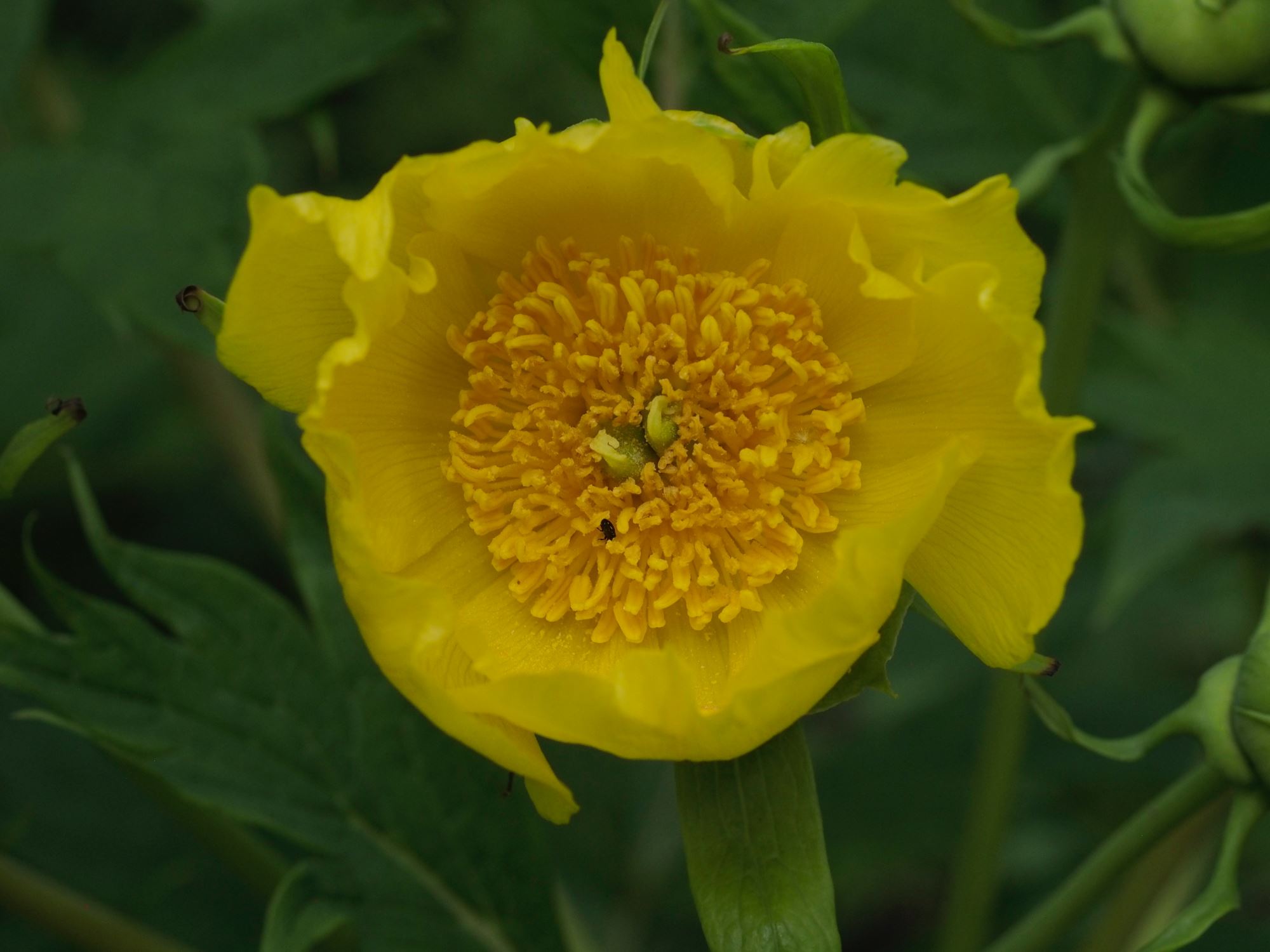 Image of Paeonia ludlowii