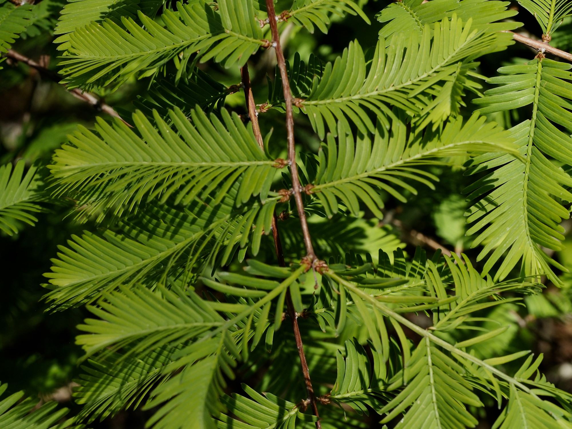 Image of Metasequoia glyptostroboides