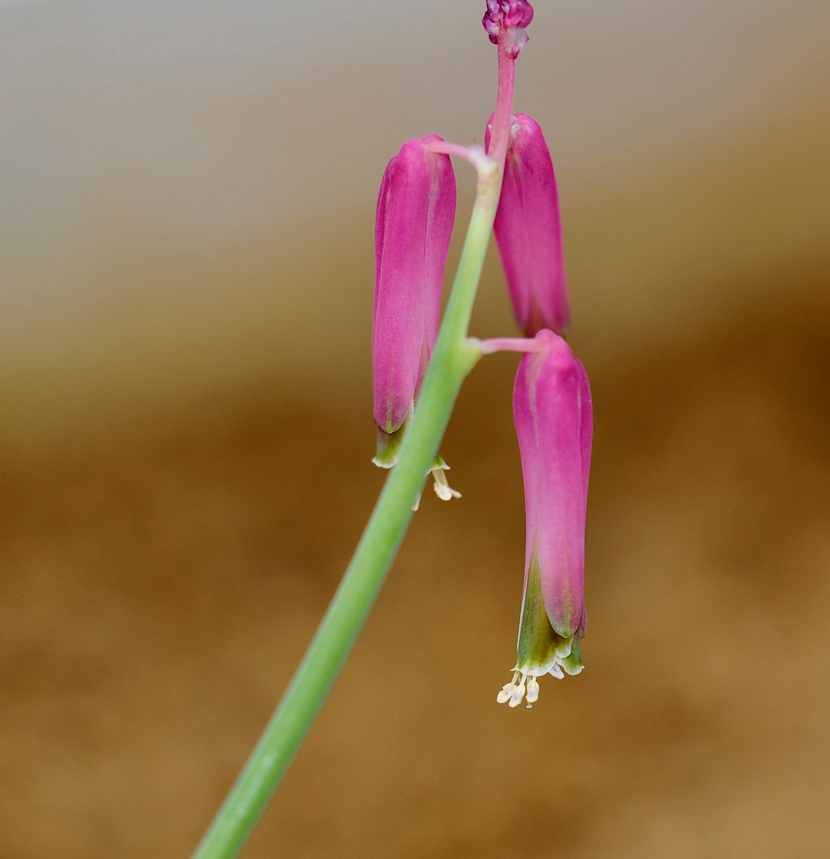Image of Lachenalia bulbifera