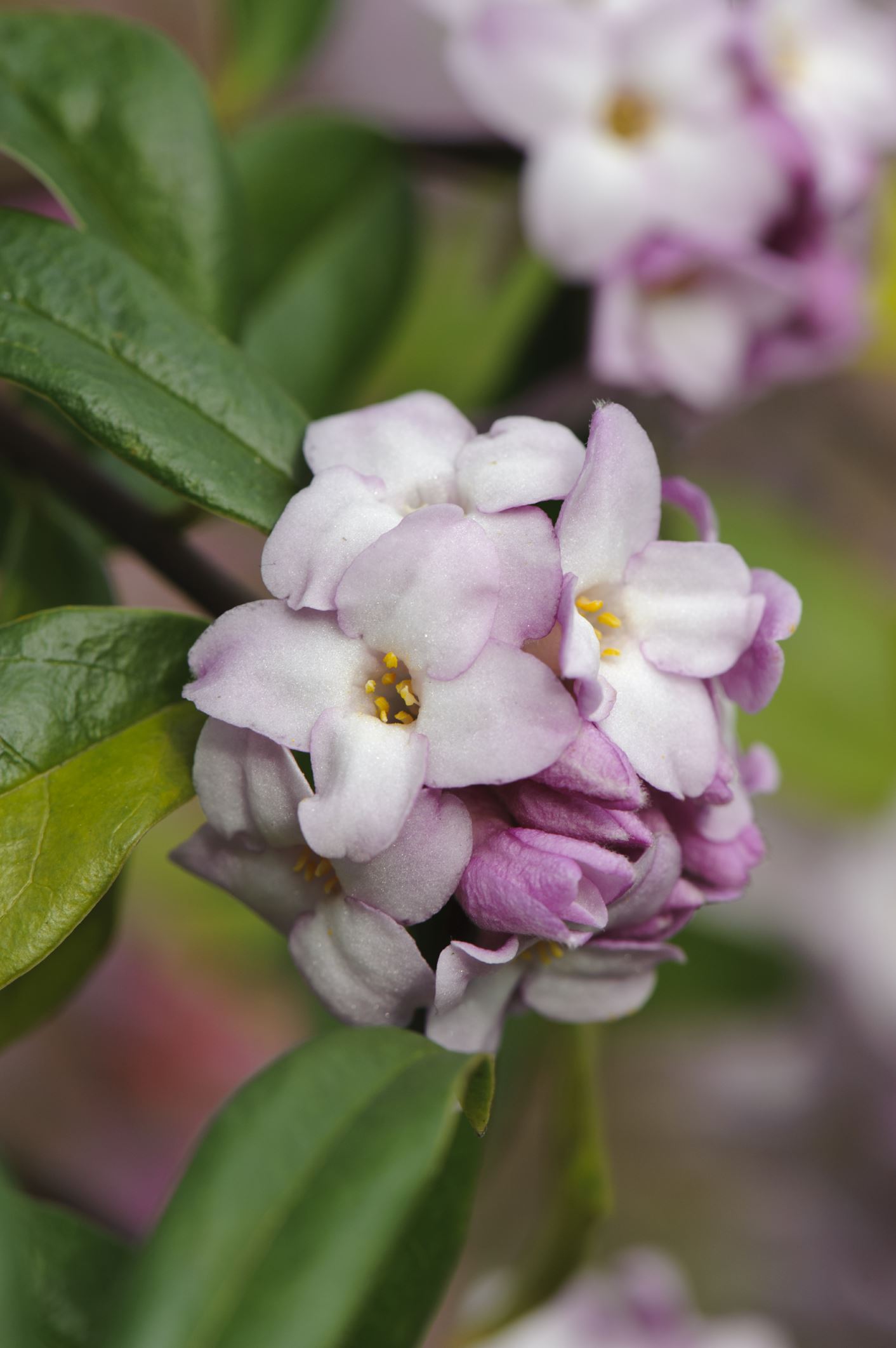 Image of Daphne bholua 'Jacqueline Postill'