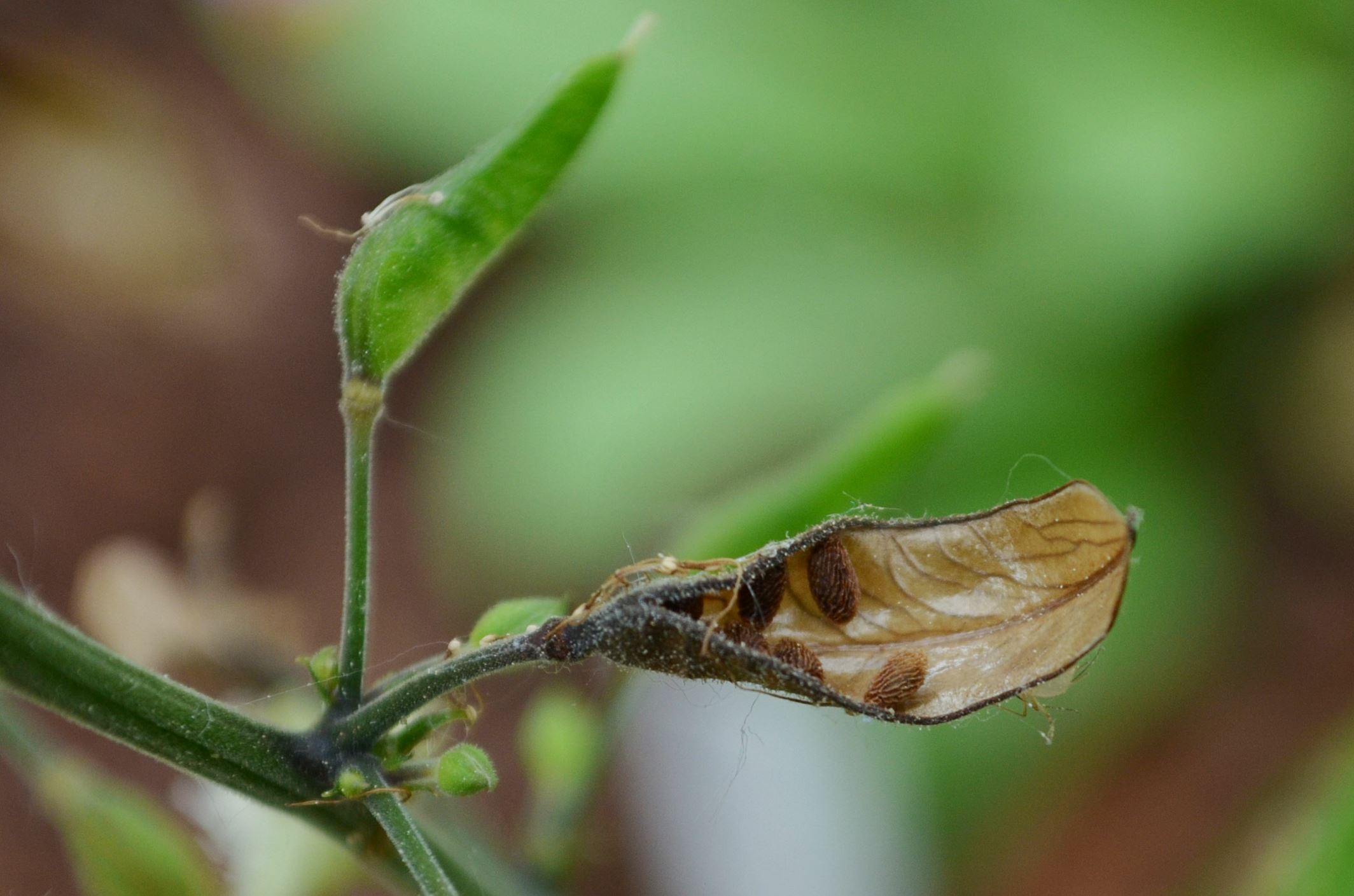 Image of Beesia calthifolia