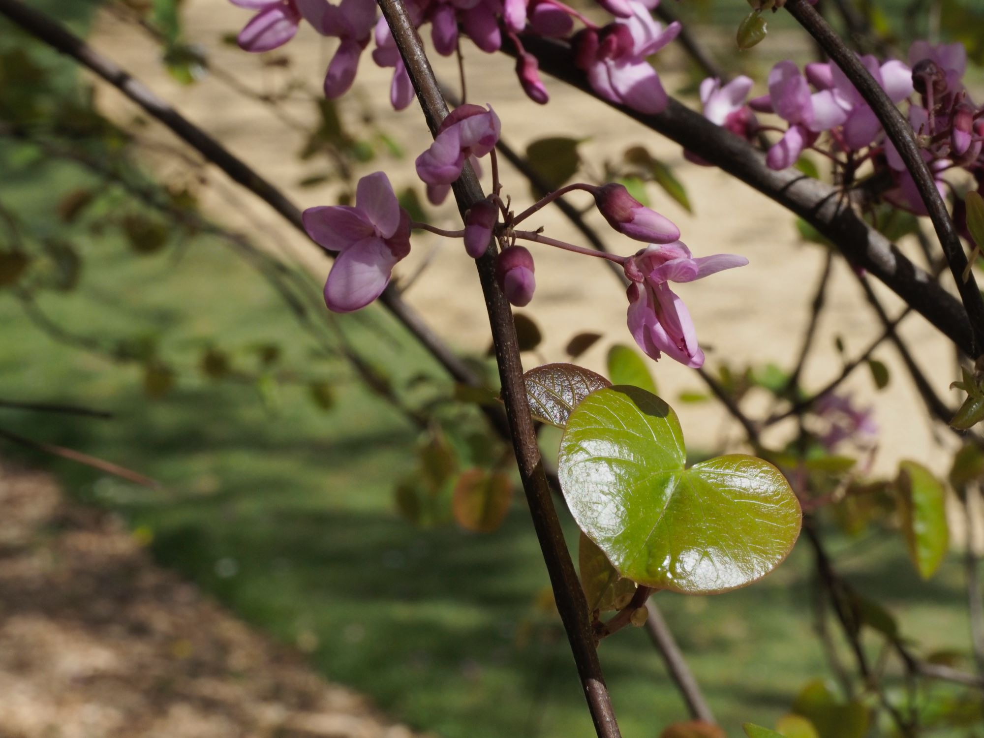 Image of Cercis siliquastrum