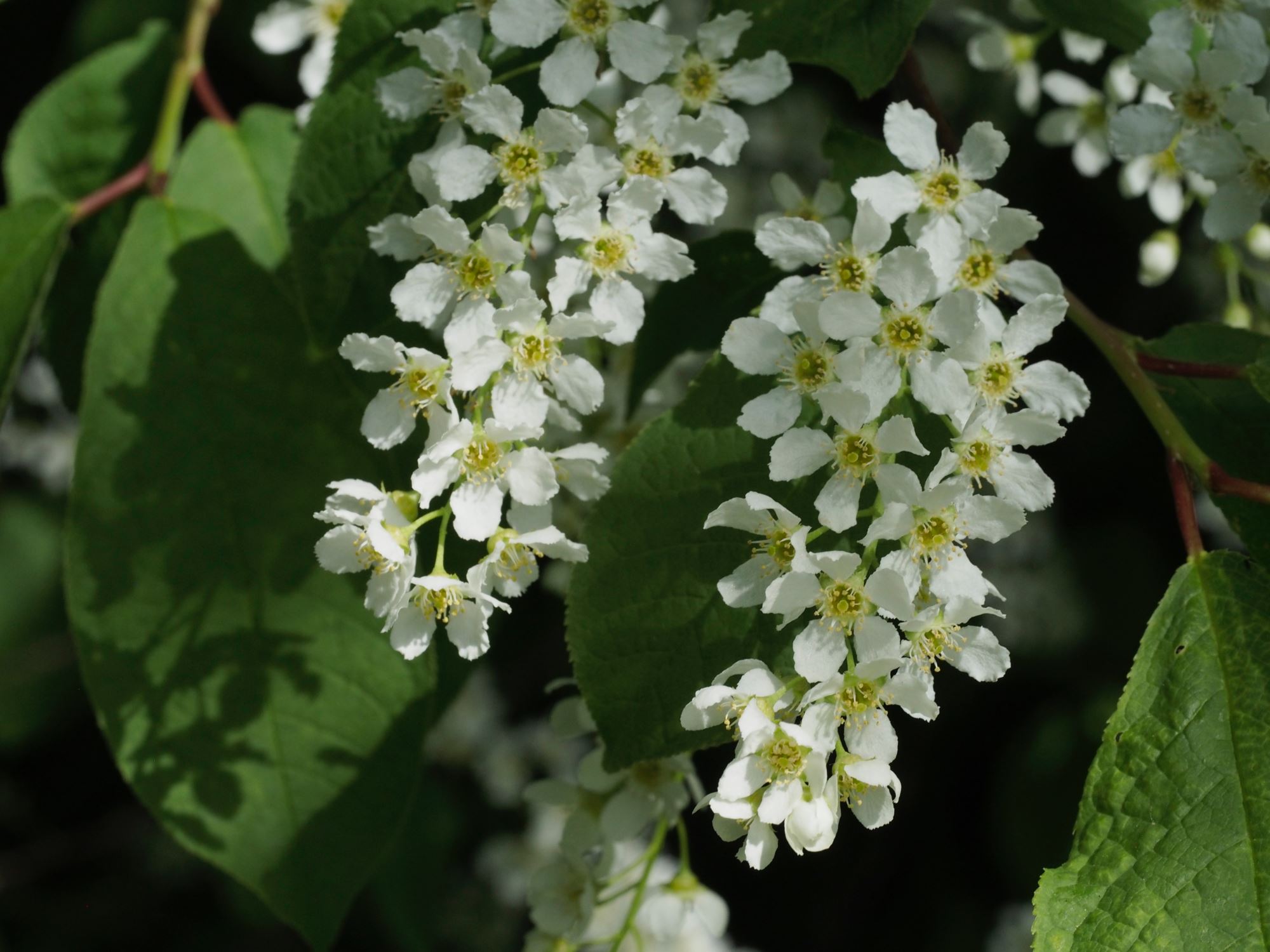 Image of Prunus padus