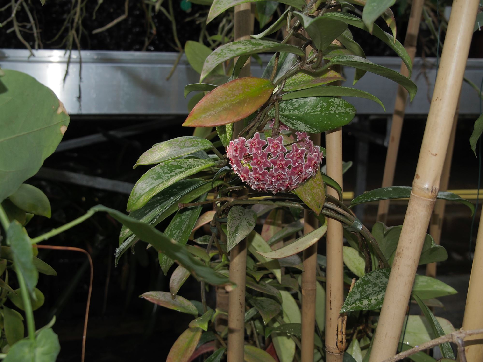 Image of Hoya lacunosa