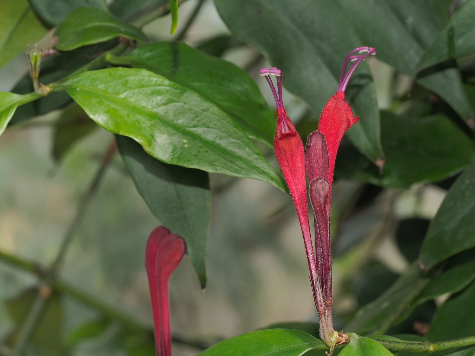 Image of Aeschynanthus longiflorus