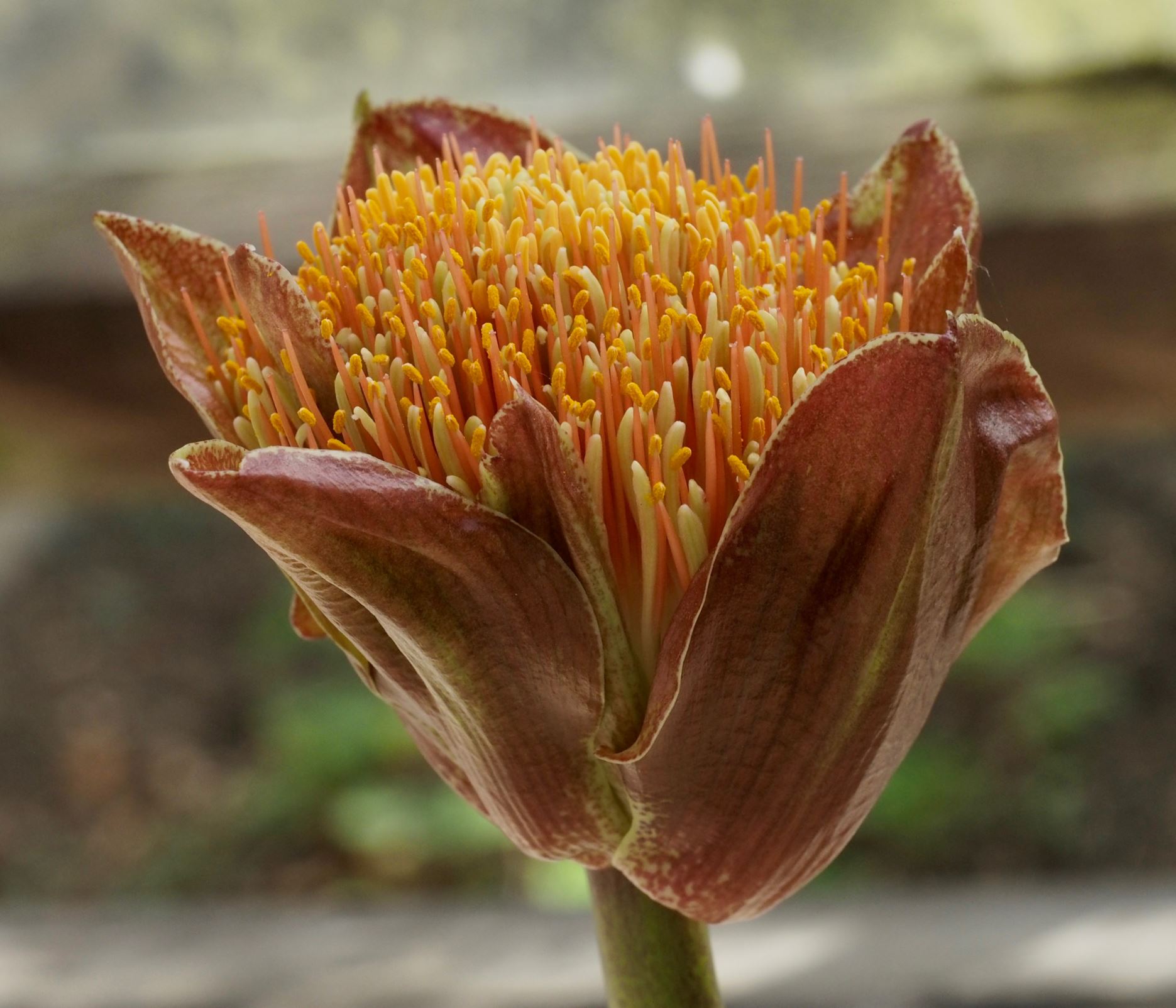 Image of Scadoxus puniceus