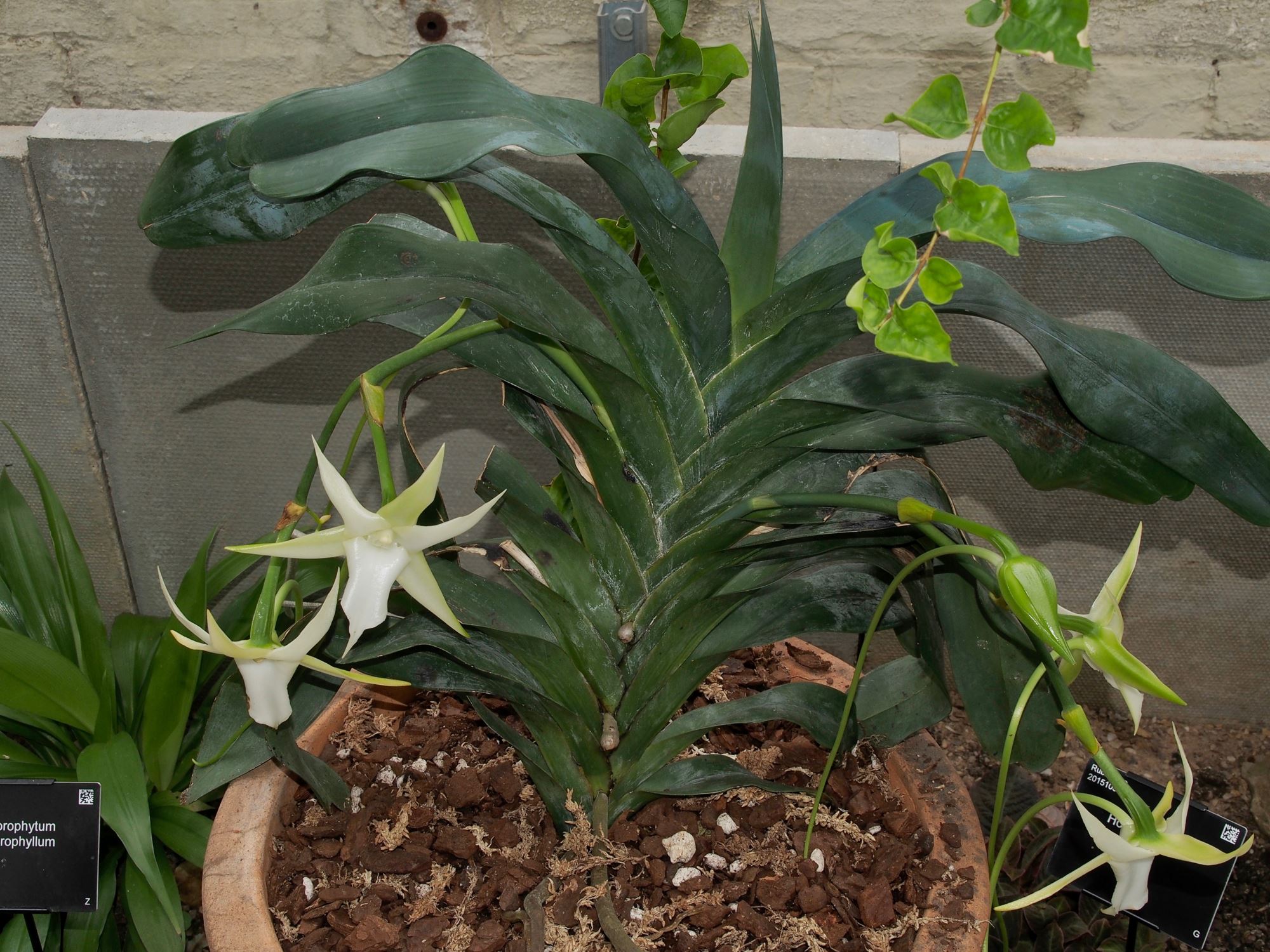 Image of Angraecum sesquipedale