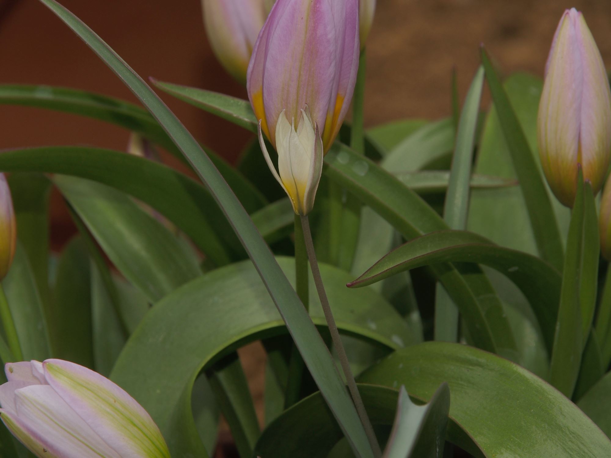 Image of Tulipa saxatilis